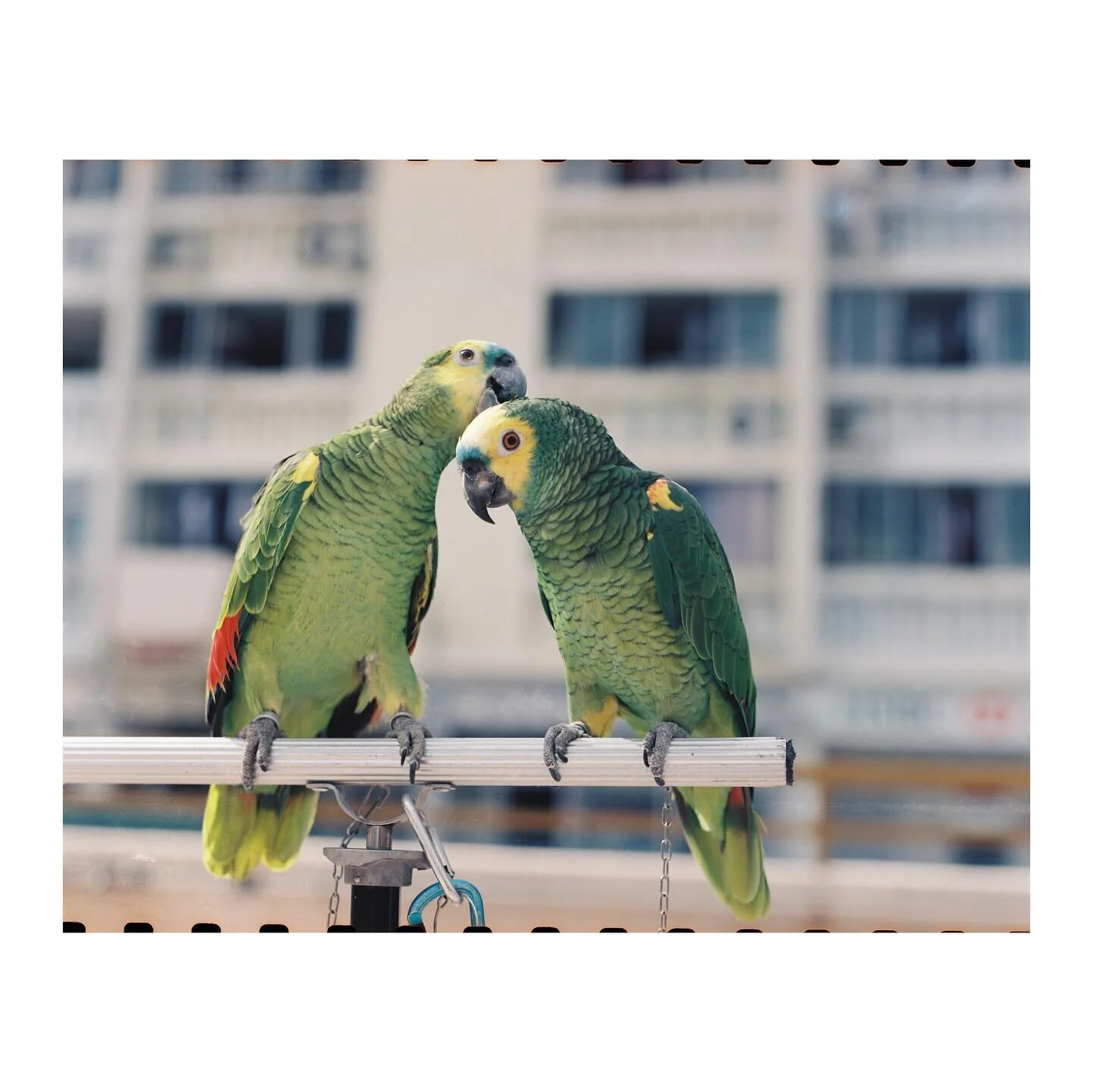 Pentax 6x7 MLU
Pentax Takumar 105mm f/2.4
Kodak Vision 3 250D
D&amp;S @photogoldenhk 

#snapshot #filmisnotdead #filmphotography #kodak #kodakvision250d #pentax #pentax67 #mediumformat #localphotographer #hongkong