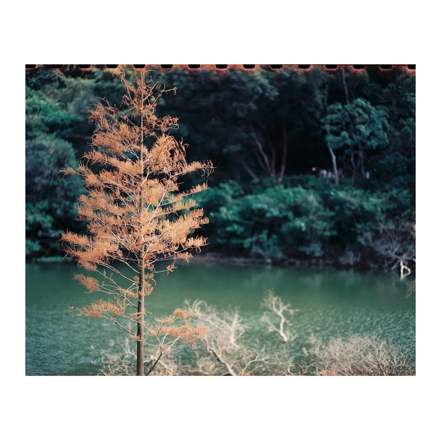 Pentax 6x7 MLU
Pentax Takumar 105mm f/2.4
Kodak Vision 3 250D
D&amp;S @photogoldenhk 

#naturephotography #filmisnotdead #filmphotography #kodak #kodakvision250d #pentax #pentax67 #mediumformat #localphotographer #hongkong
