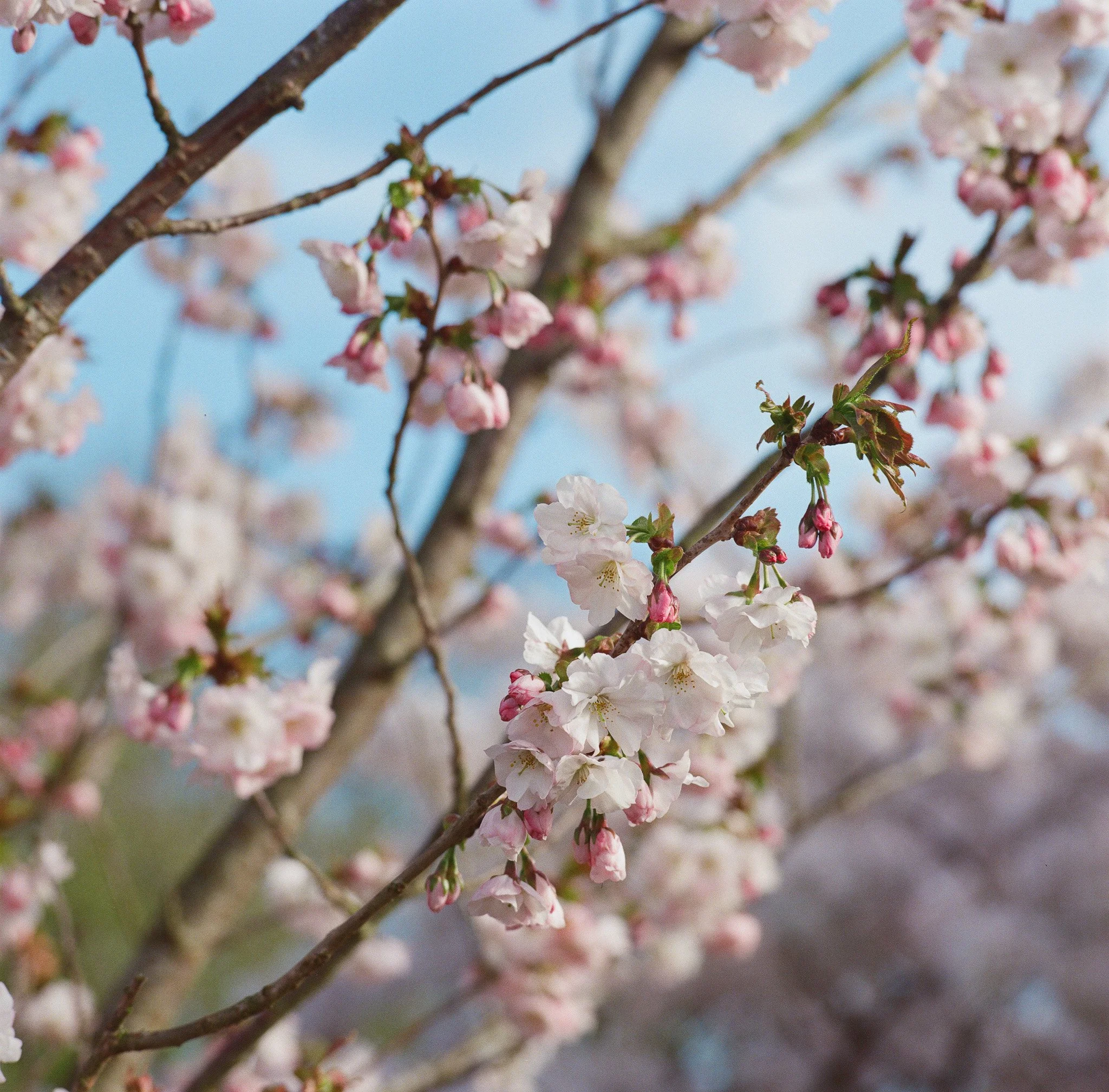 Flower and Animals