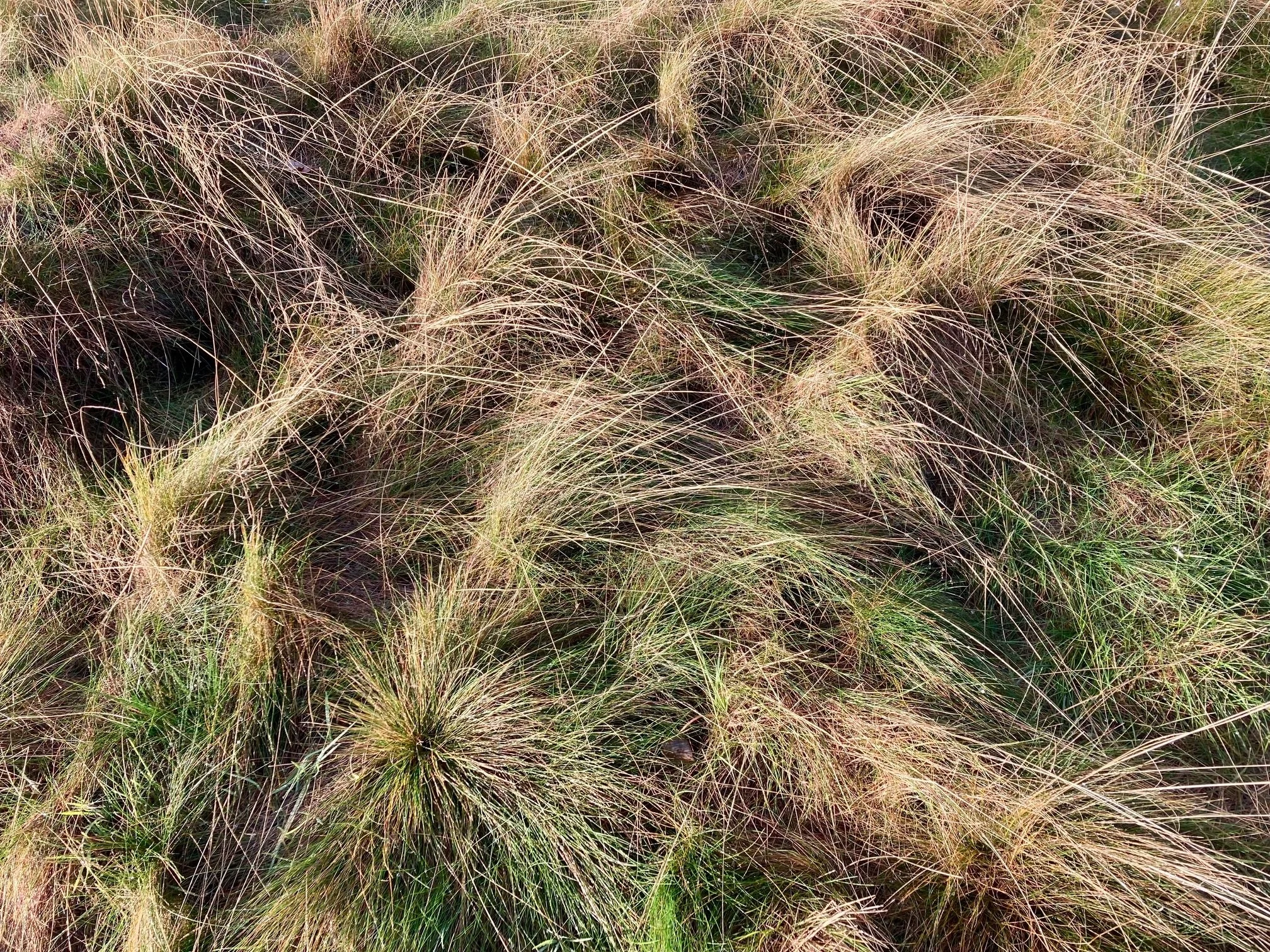 heathland grasses