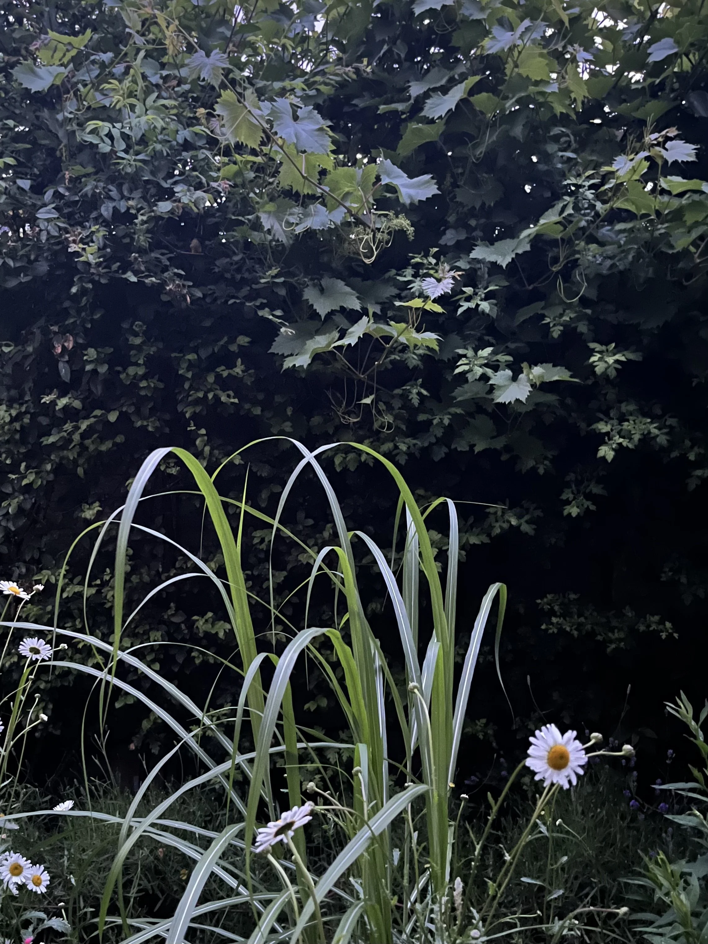 LowryMoth garden at dusk