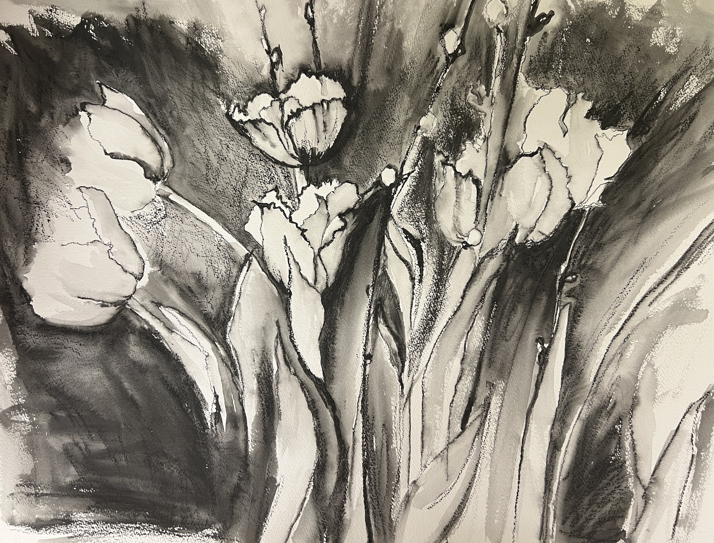 Tulip Drama, 2025. Water soluble graphite on paper - 22" x 30"