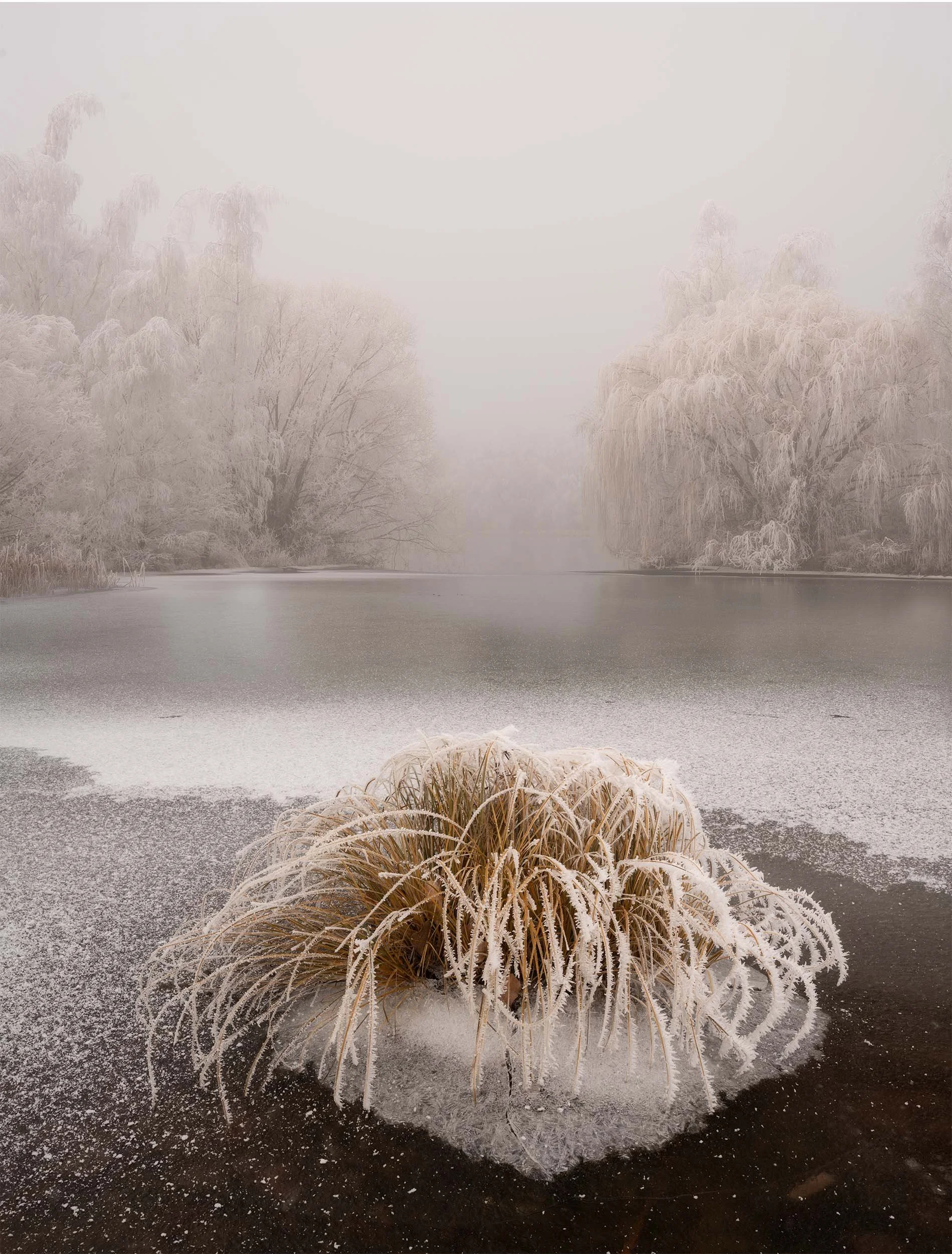 Frost-covered plants and trees by icy water with foggy, snow-covered landscape in the background