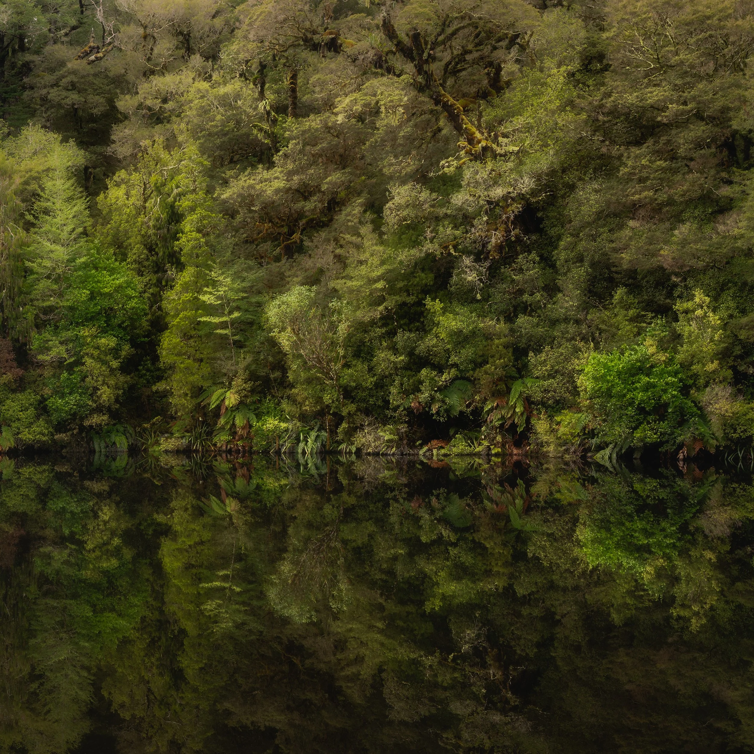 Dense green forest reflected in calm water, creating symmetry and stillness in a landscape scene