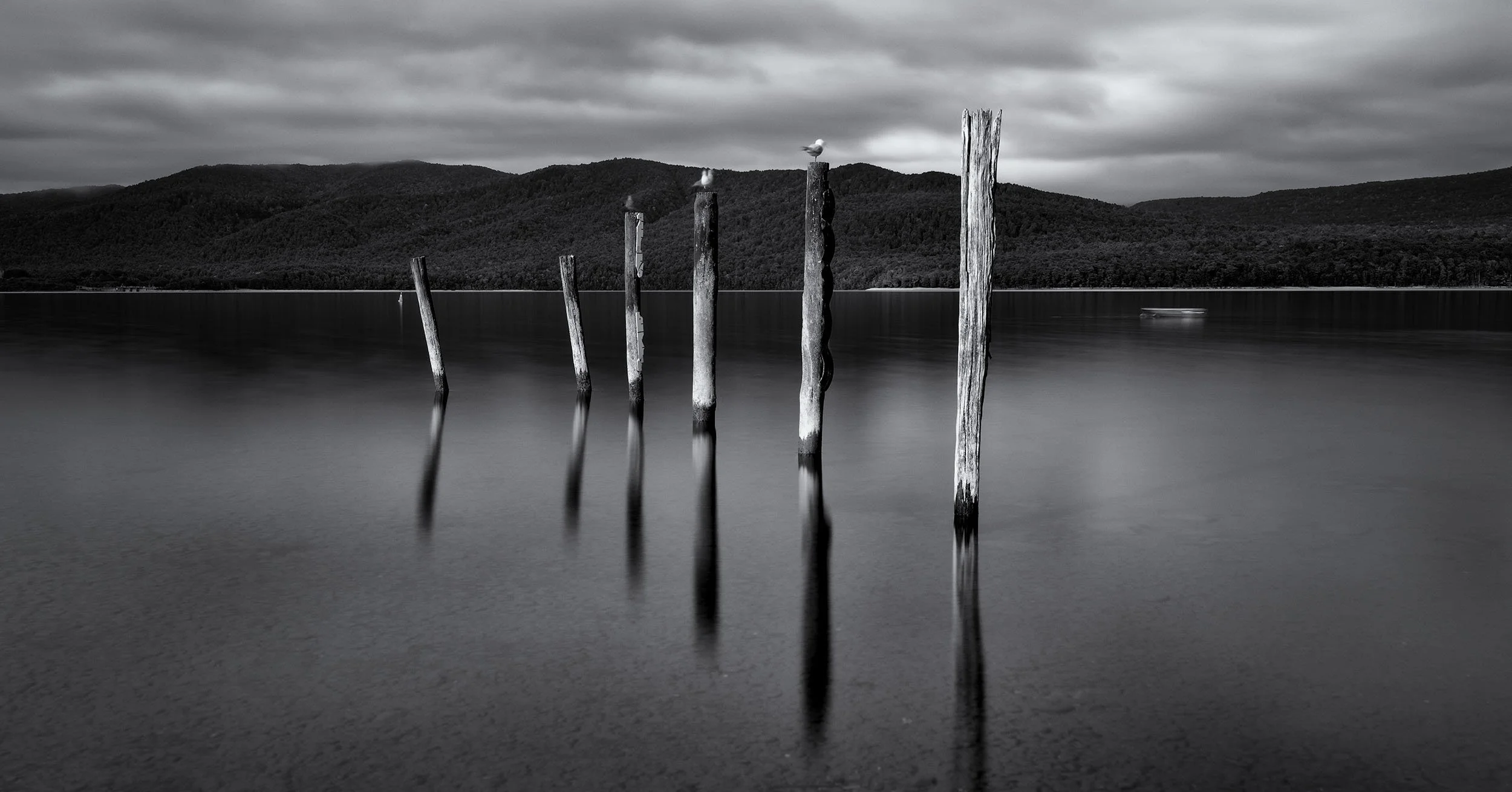 Black and white photograph of a calm body of water with seven old wooden posts sticking out, some with seagulls perched on top. In the background, there are dark hills and a cloudy sky.