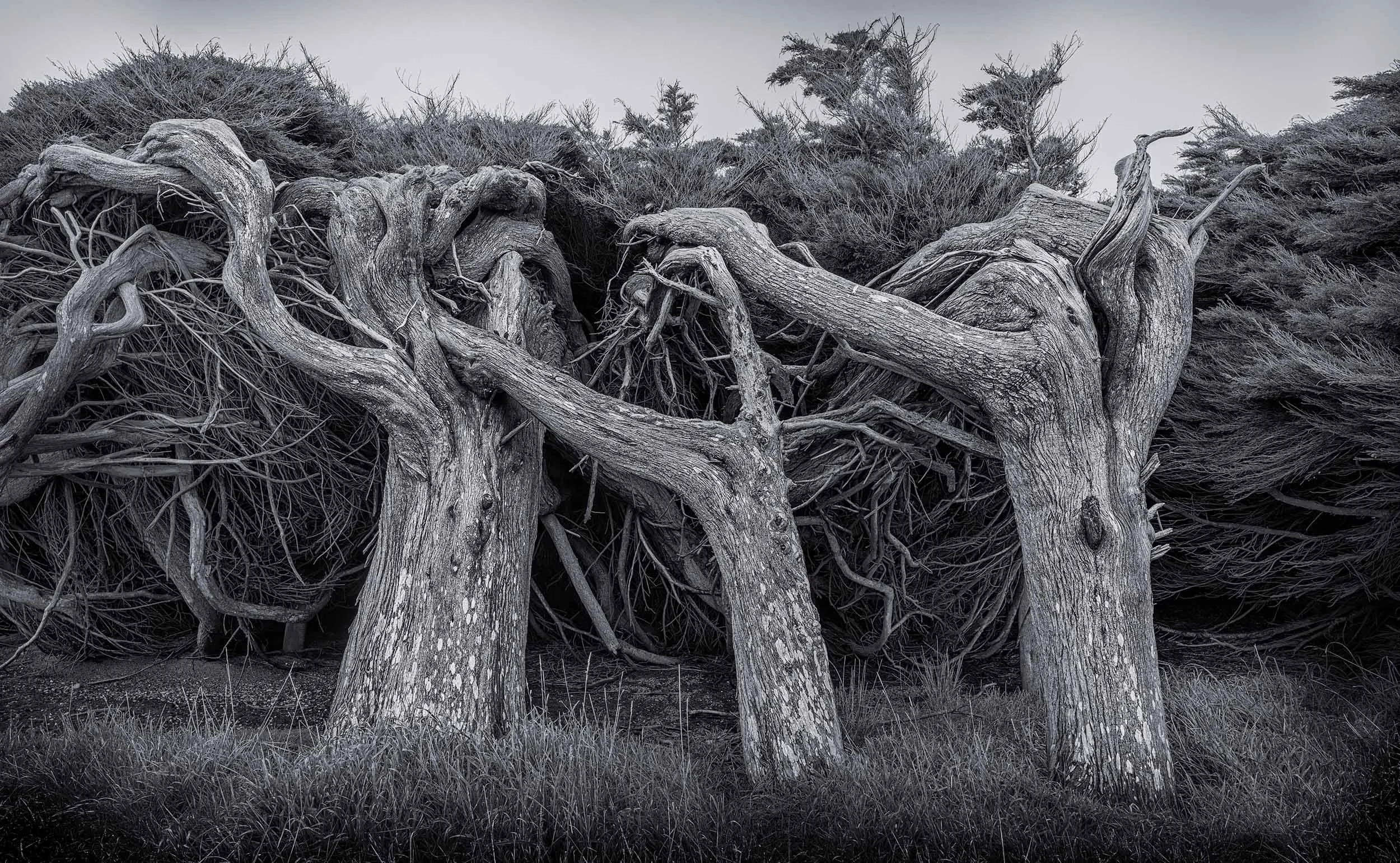 Wind-shaped twisted trees leaning into each other in black and white, showing resilience and tension within the landscape