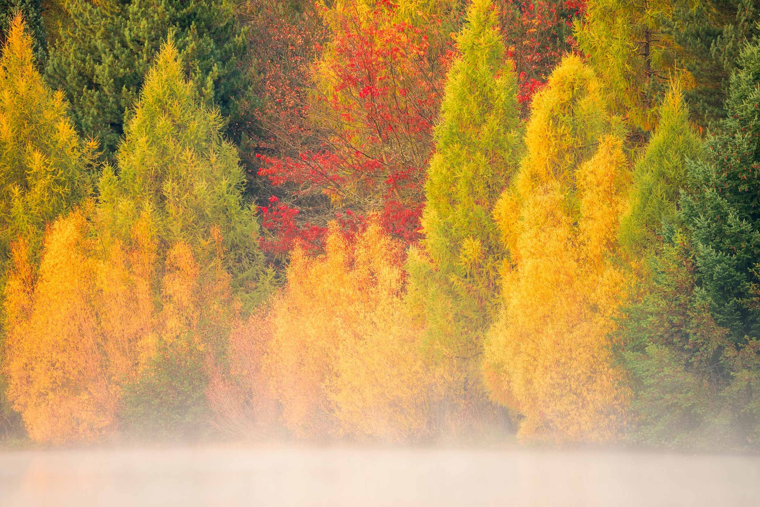 Golden autumn trees rising through soft morning mist, evoking atmosphere and quiet observation in landscape photography
