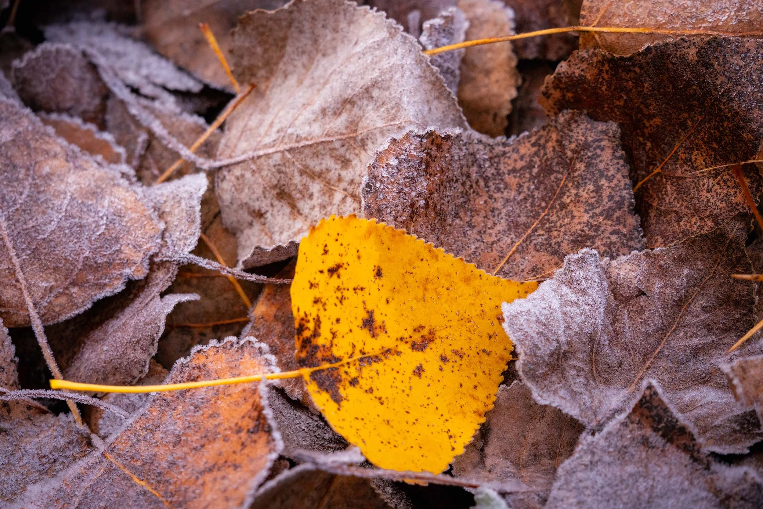 Close-up of a single yellow autumn leaf resting among frost-covered leaves, highlighting contrast and quiet tension in nature