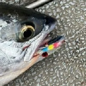 Close-up of a fish with a colorful plastic bead in its mouth, lying on a patterned surface.