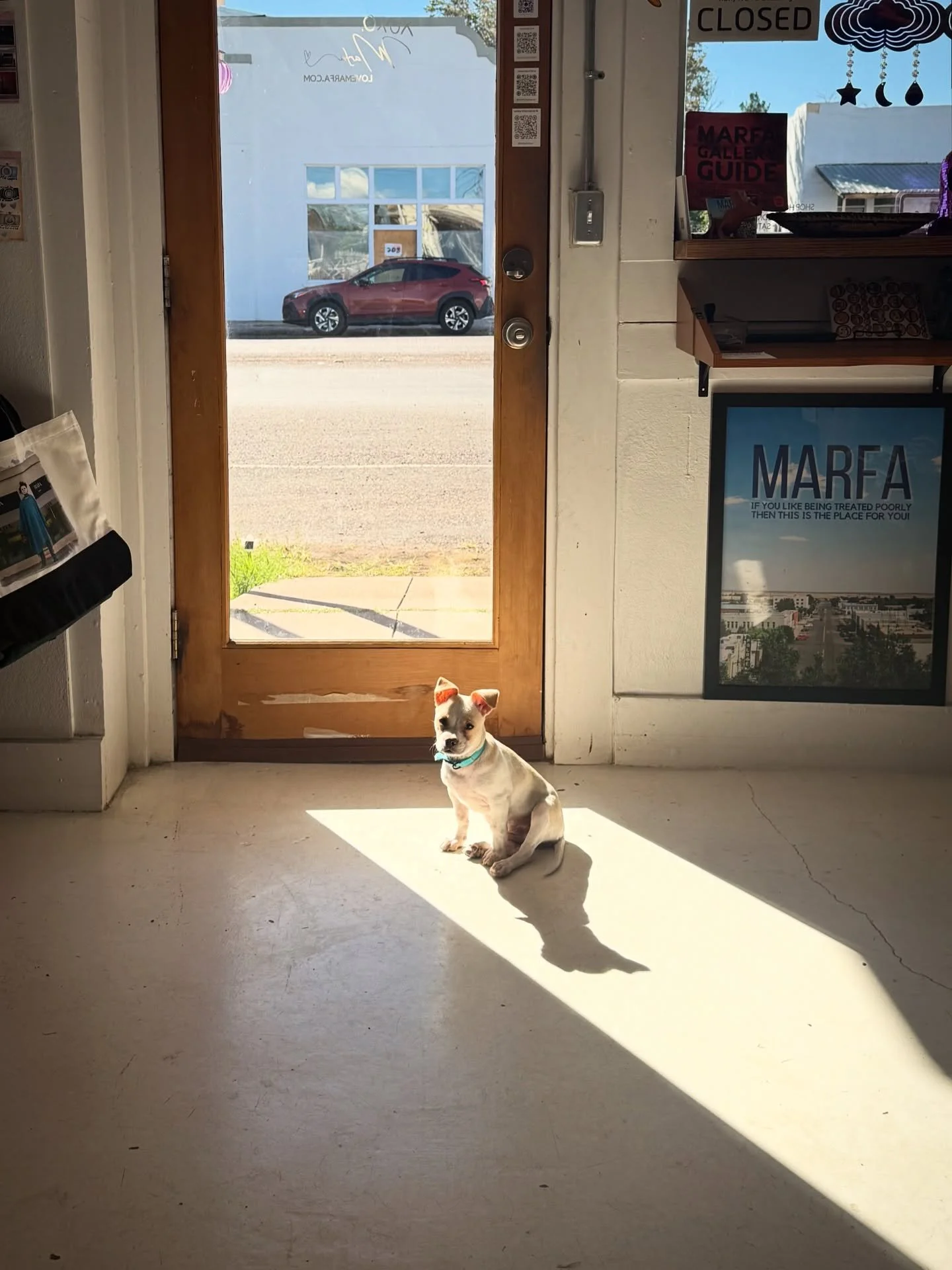 In case you haven’t heard, Tammy has a brother. Meet Casper the friendly pup. He’s the sweetest little guy. Tammy is so happy to have a playmate. They are already inseparable. Casper will be at the shop Thursday-Saturday noon to 5ish. Sto