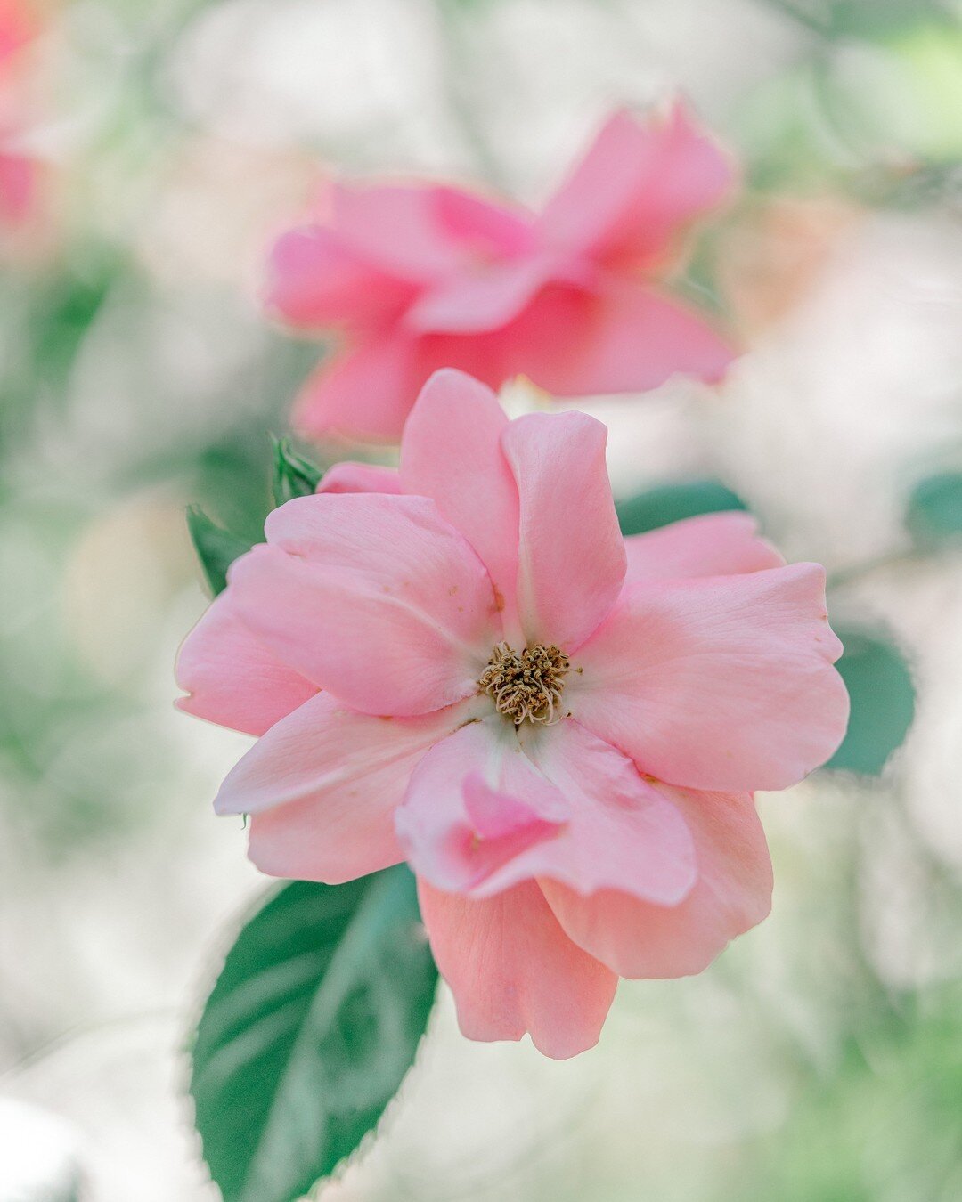 This day was so pretty! I was inspired to take pictures of ALL the flowers. Happy spring! 🌸

#love
#beautiful
#photography
#nature
#spring