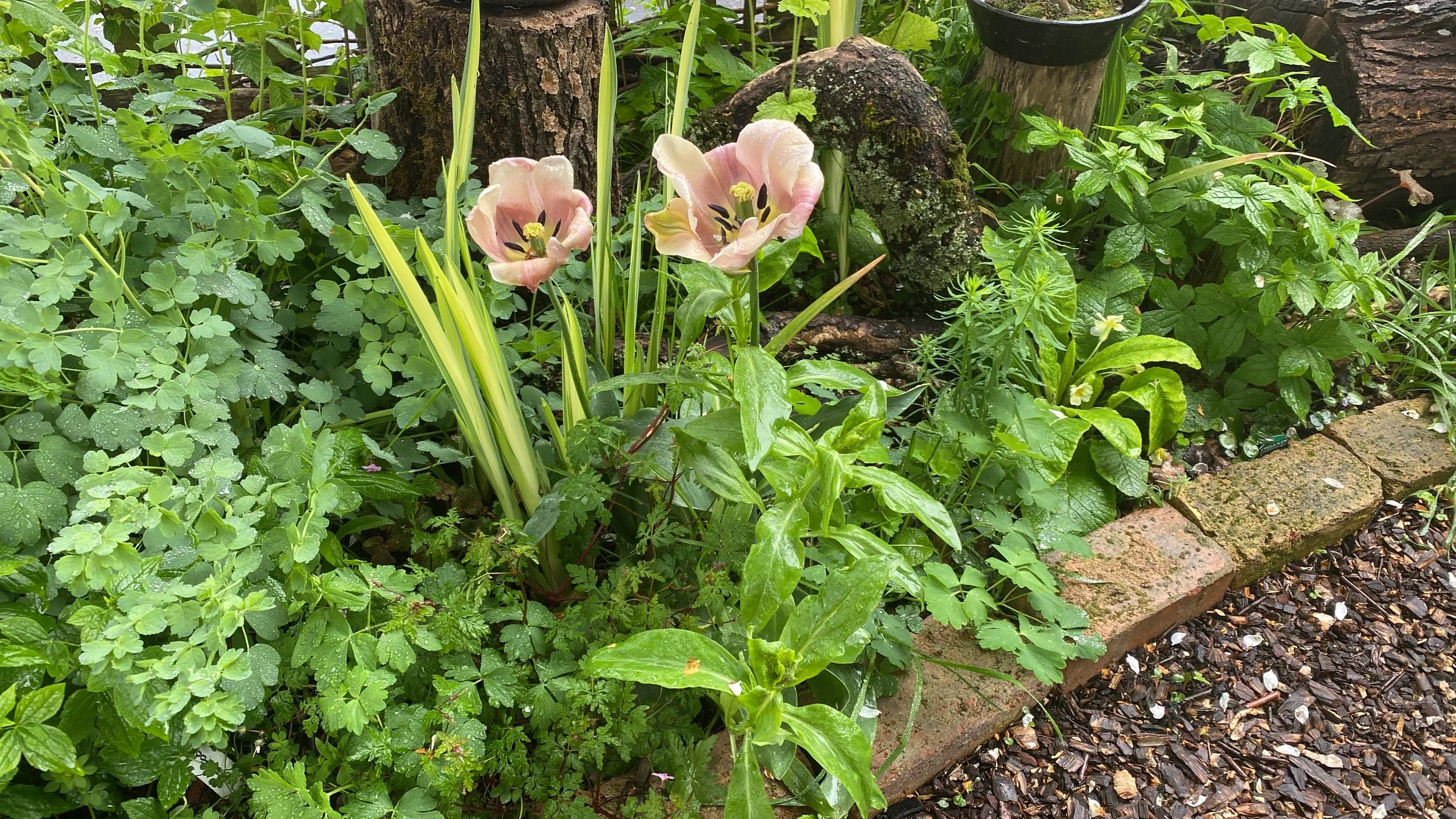 Tulip 'Salmon Prince' amongst wildflowers.JPG