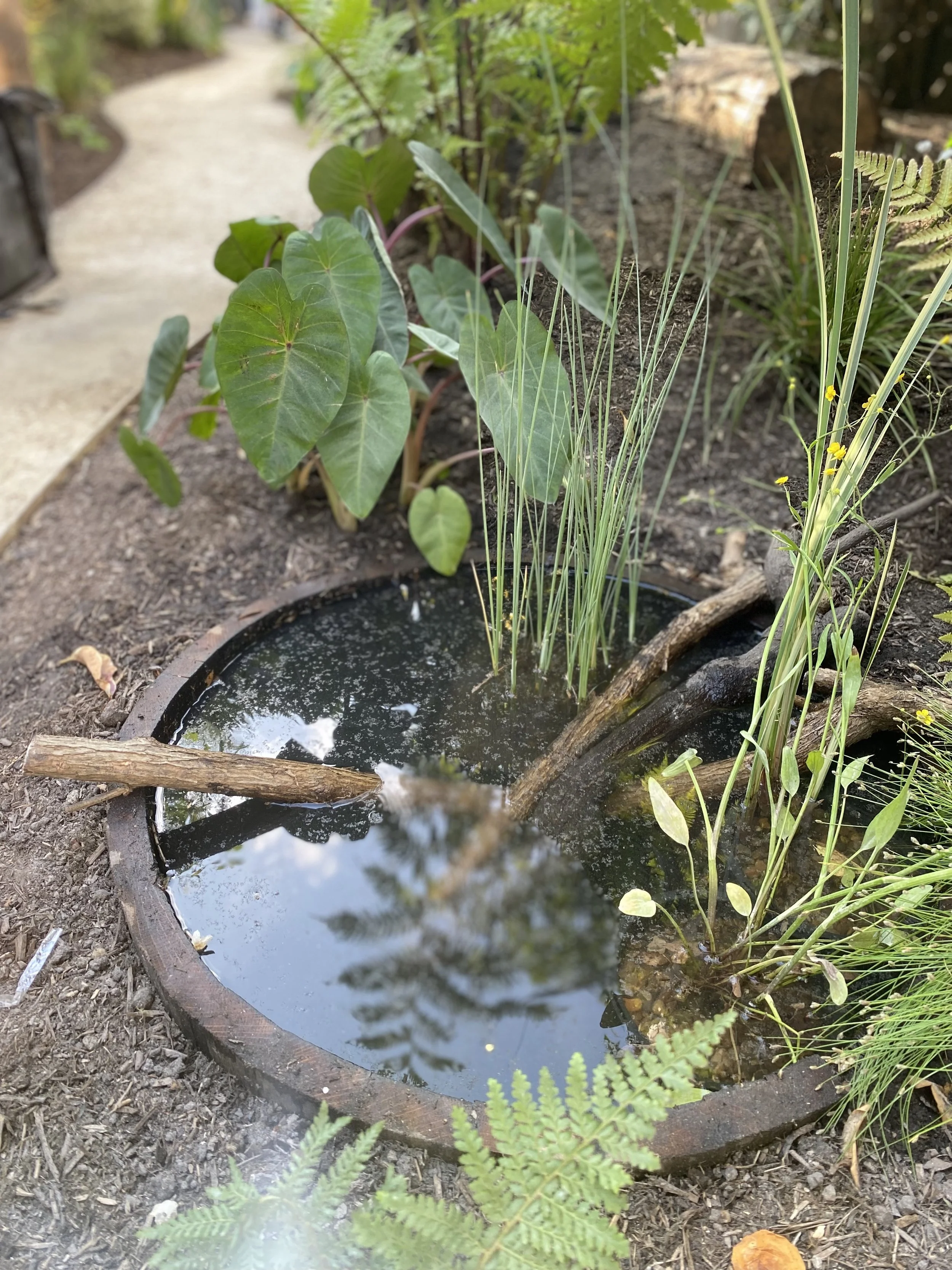 4. Brixton wildlife pond 3.jpg