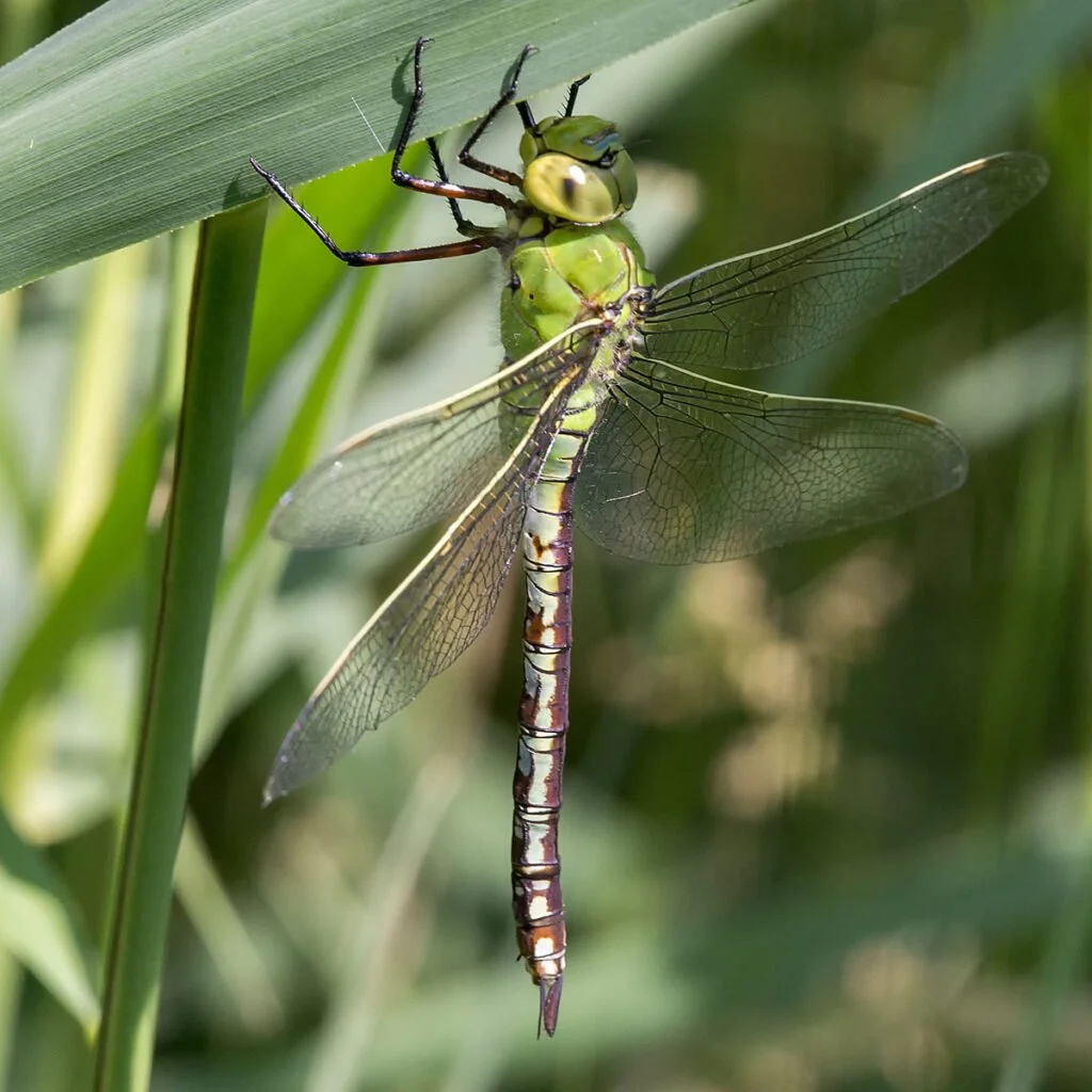 Female-Emperor-green-form-by-Clifton-Beard-1024x1024.jpg