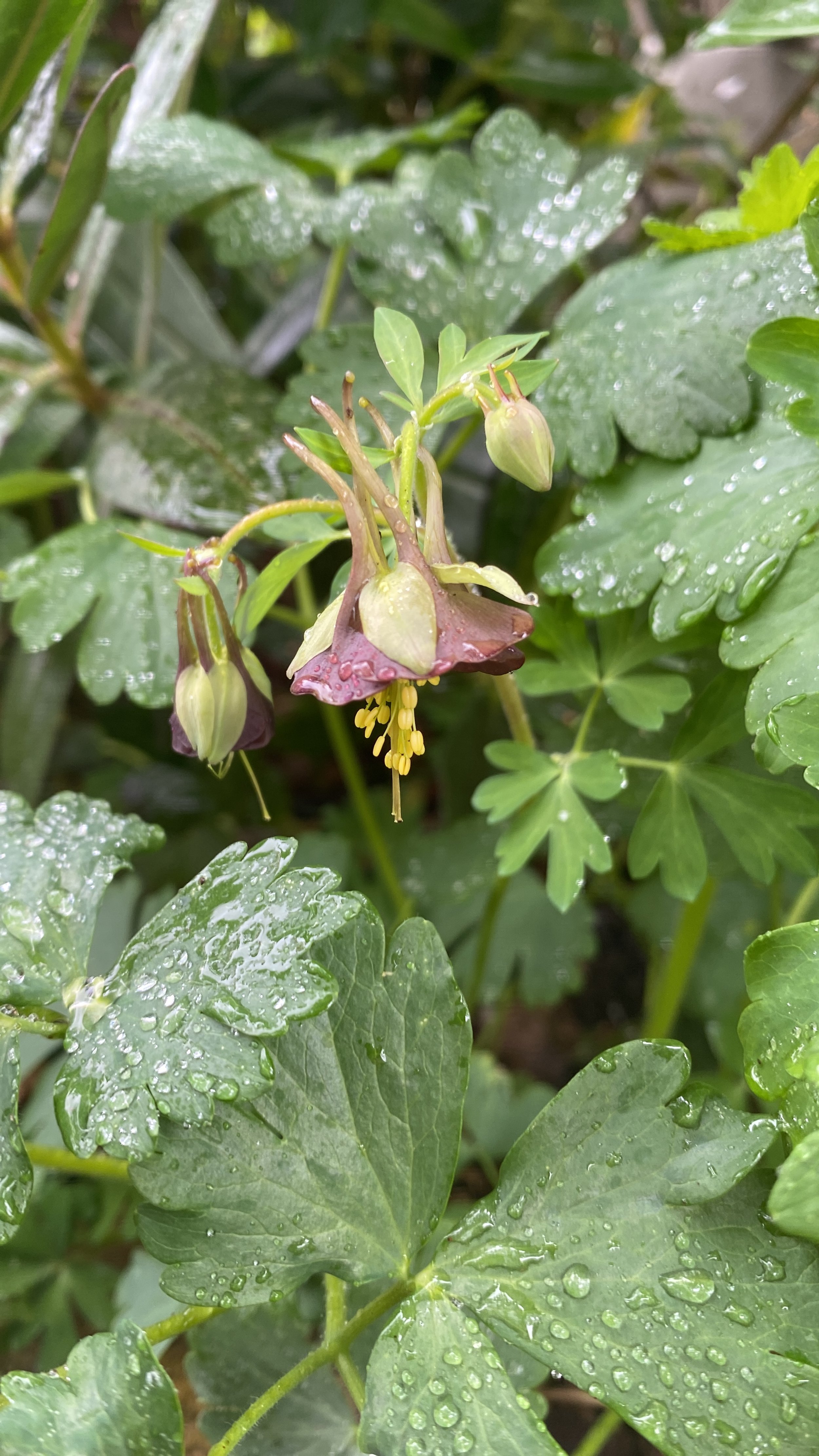Acquilegia viridiflora 'Chocolate Soldiers'.JPG