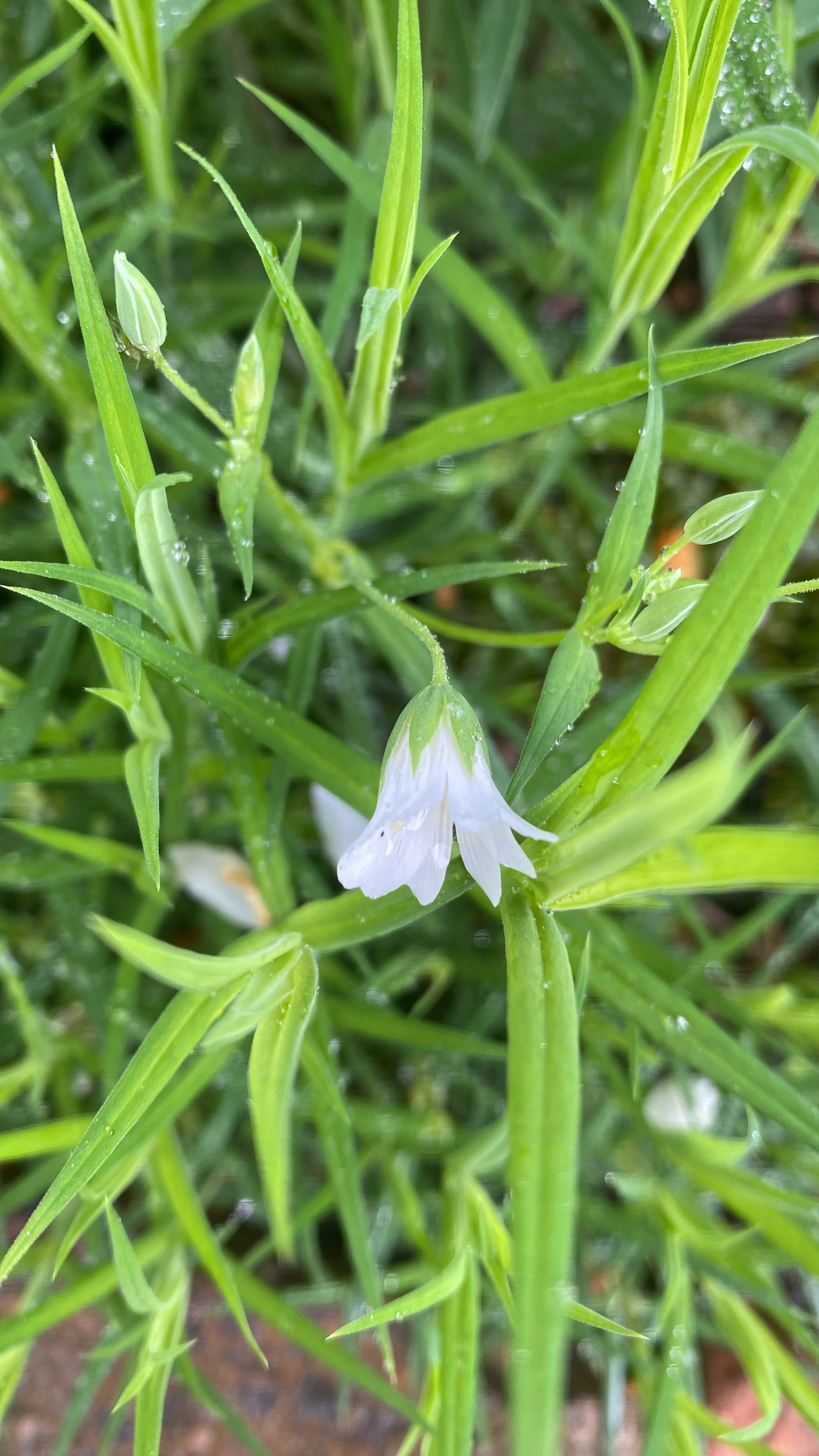 Lesser stitchwort2.JPG