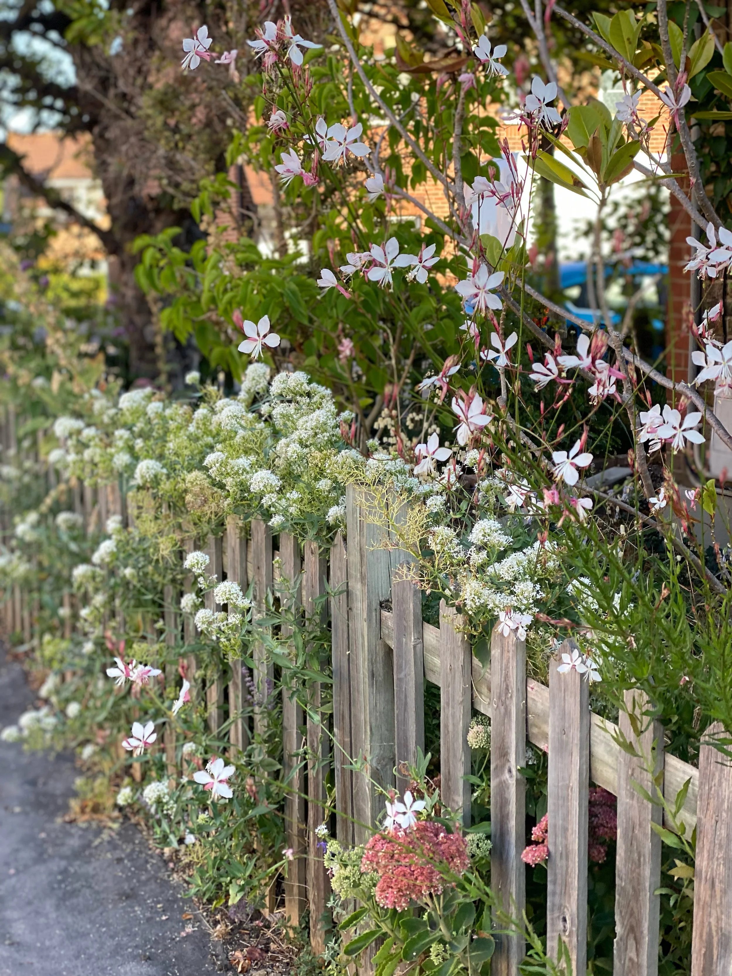Centranthus and gaura.JPG