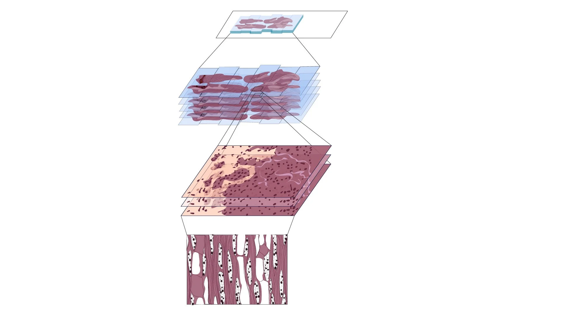 Figure 6. %22Z-Stack: Extended Depth of Field%22.jpg