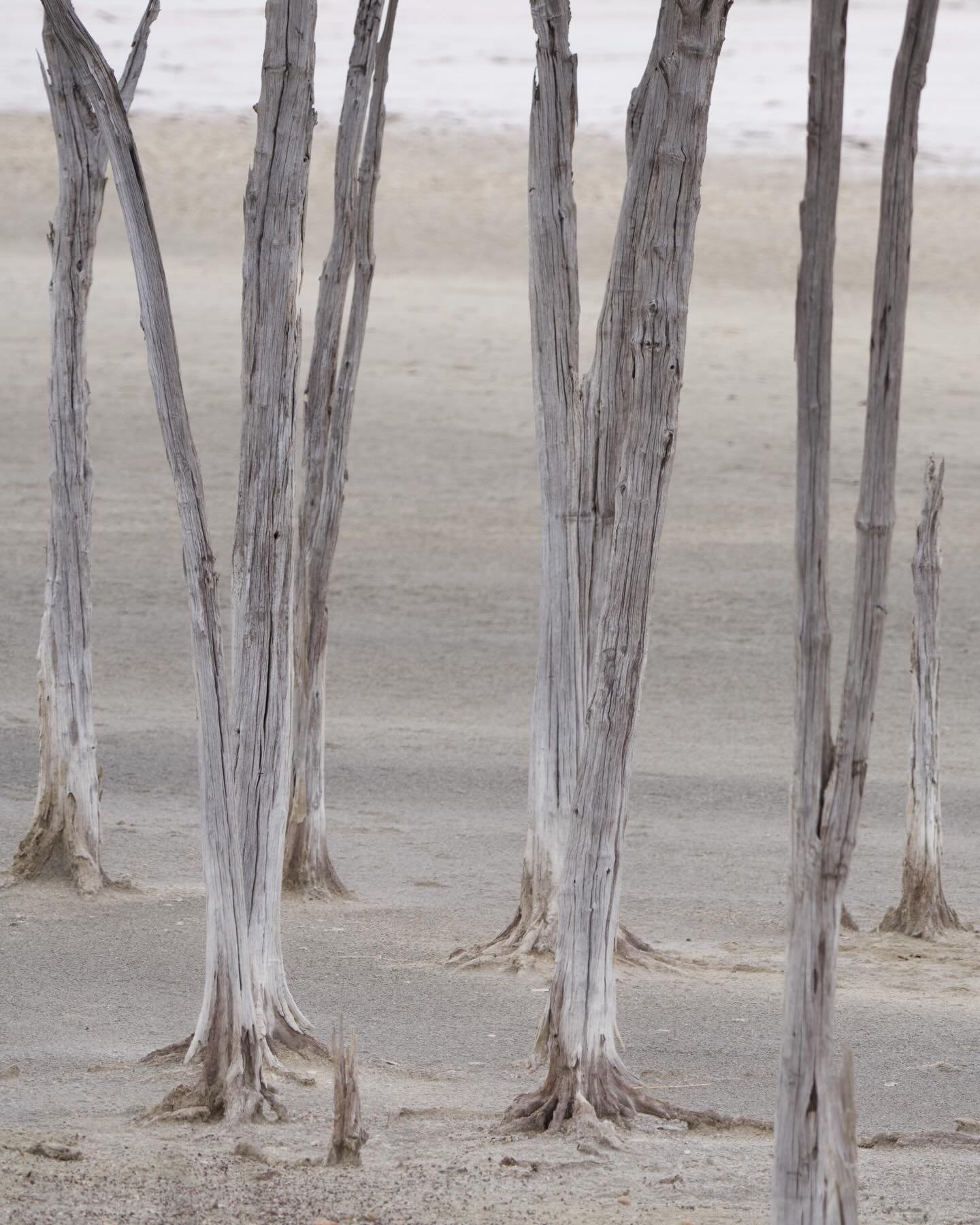 Very first day in Australia. First impression. 💕 
It has being crazy day. Starting from - the very first time I am driving on this side of the road. 
Arrived to Perth and moving towards south. Place ironically called Denmark. 

But on the way - I ph