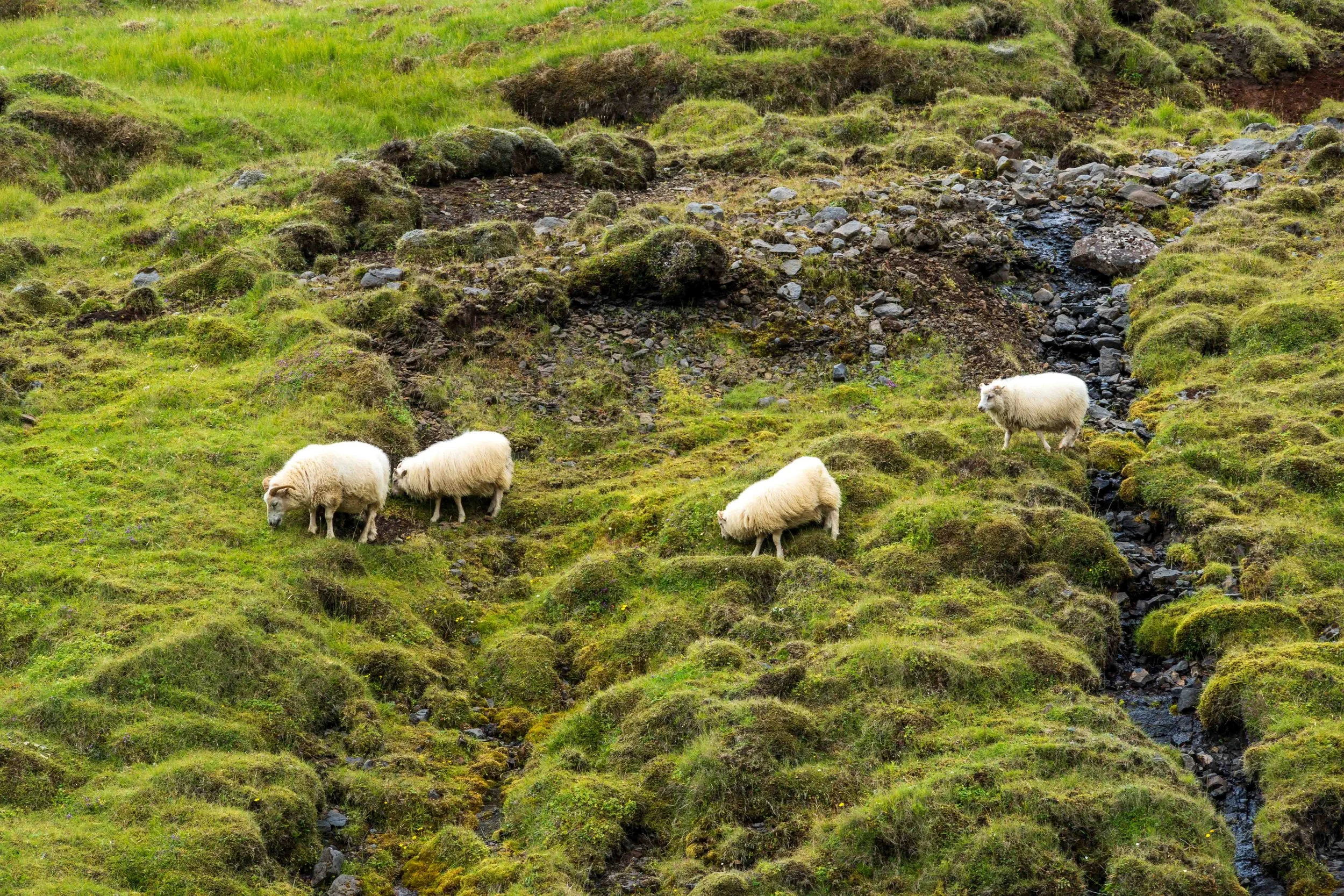 Free-roaming sheep