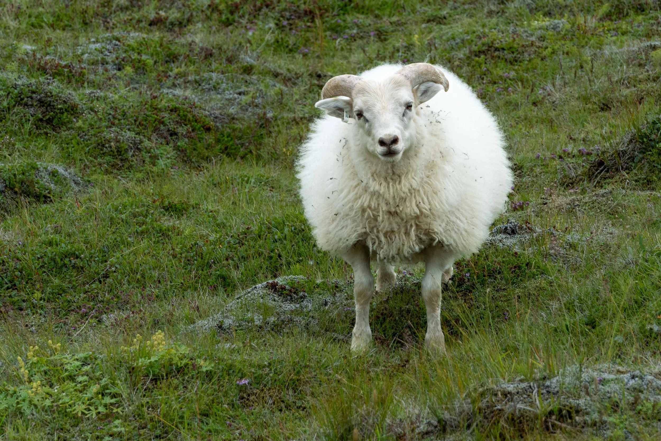 A sheep in need of shearing