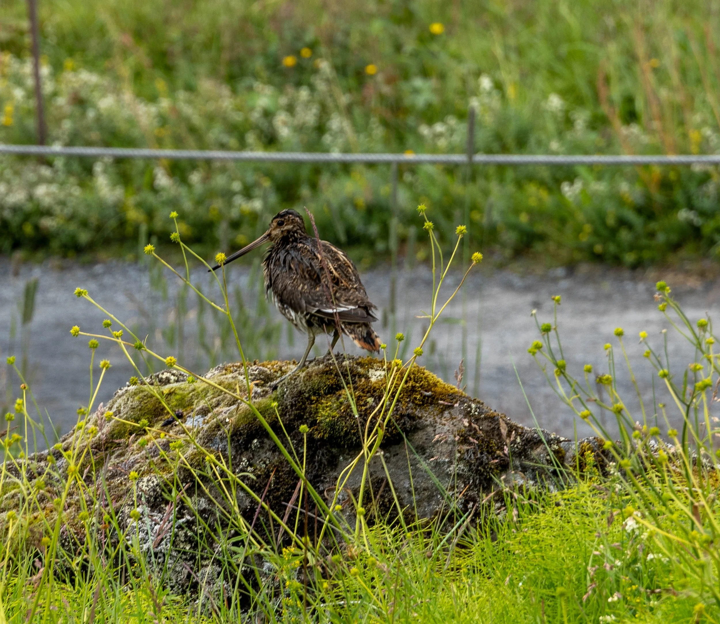 A common snipe, looking a bit bedraggled