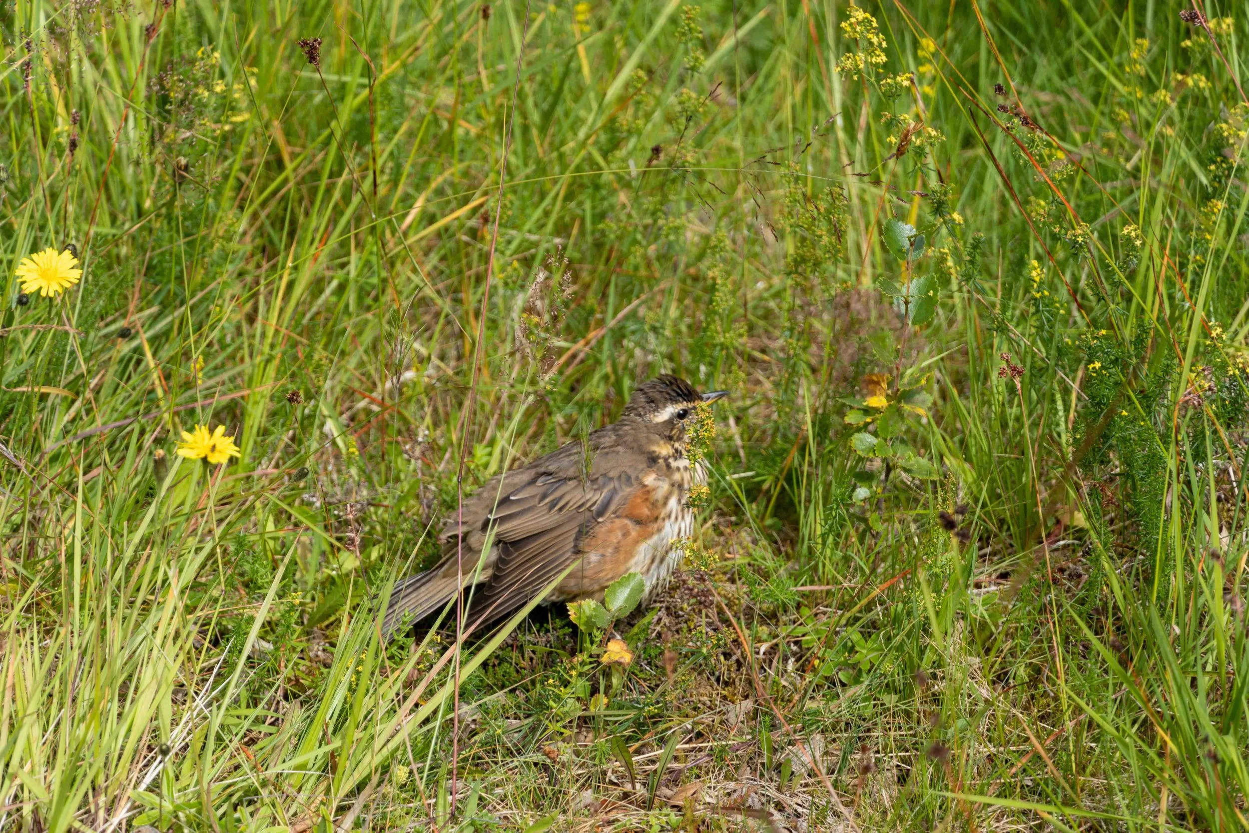 I spied this redwing, a bird I had never seen before.
