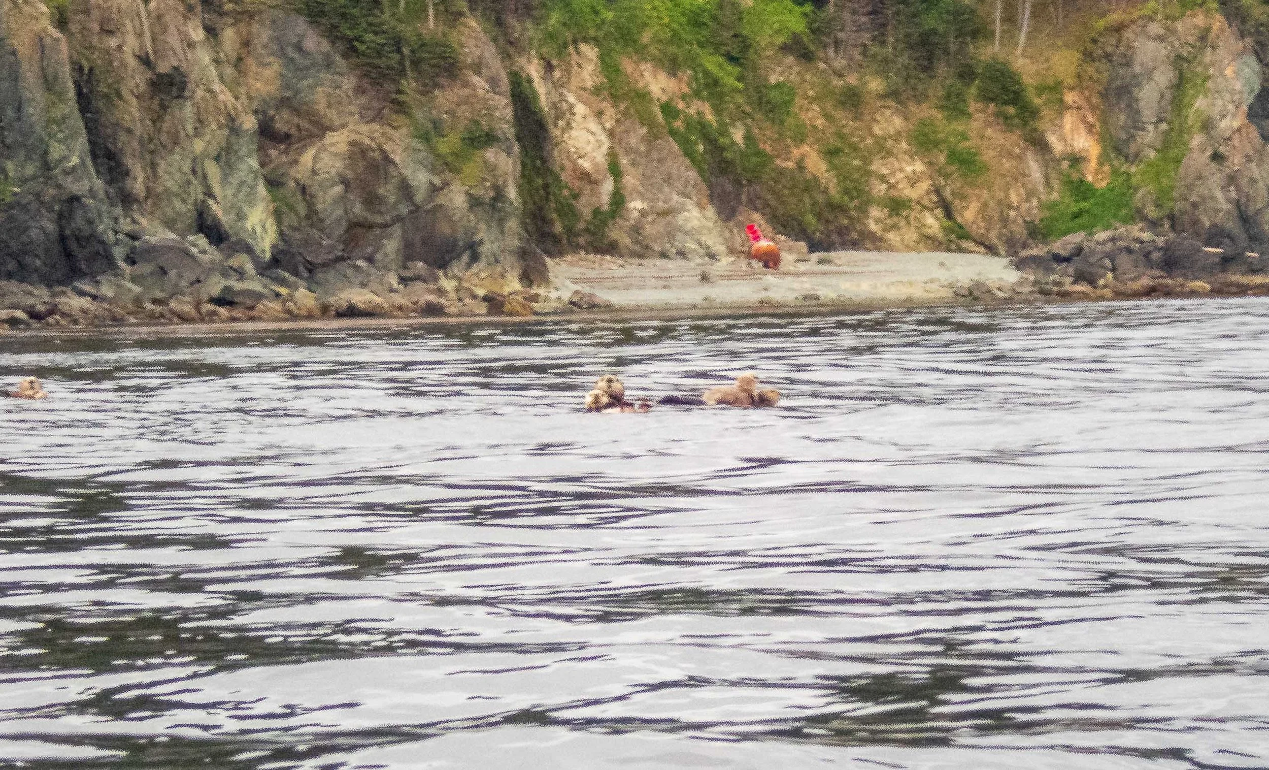 Lots of sea otter heads popping up