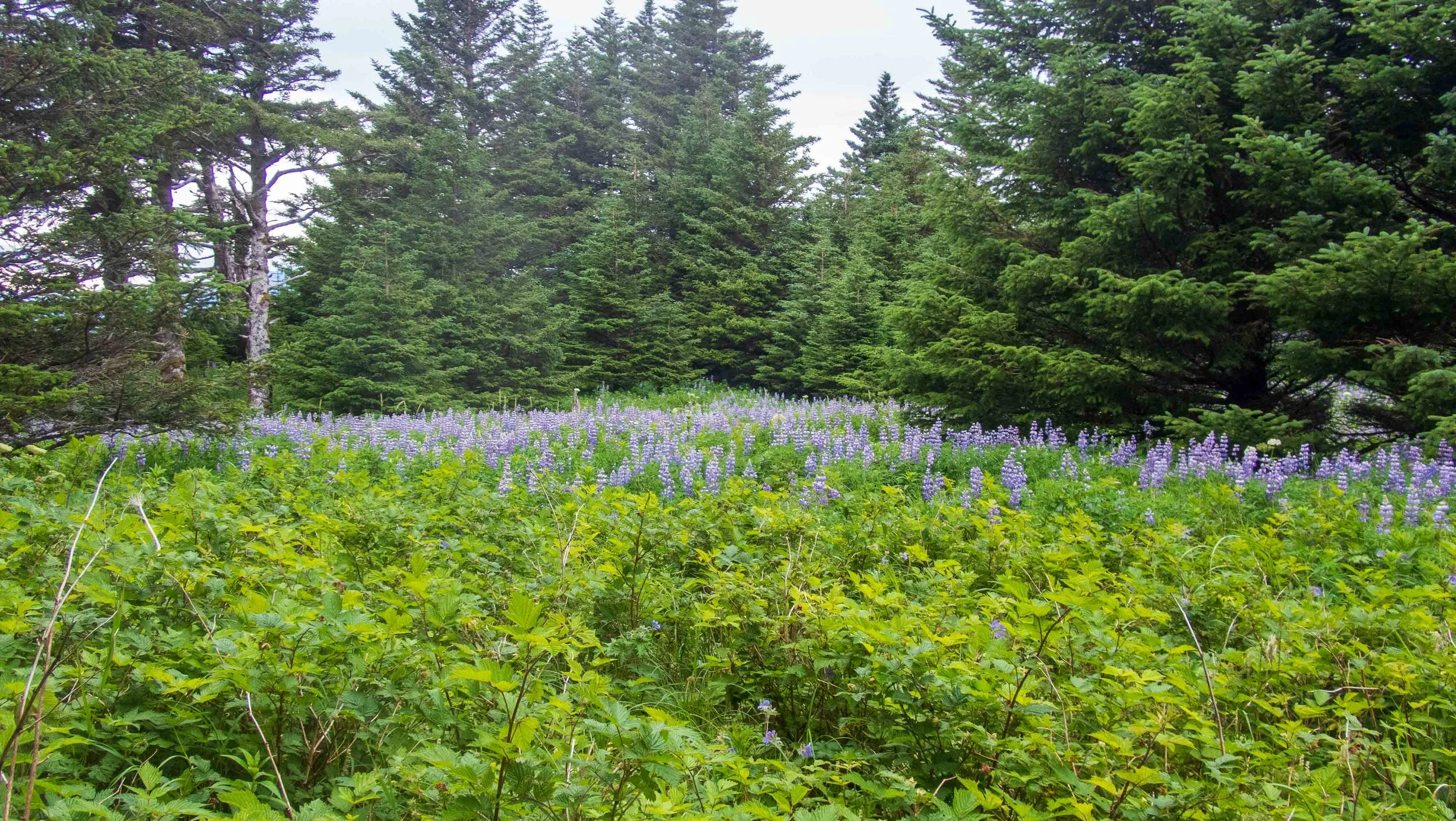 Beautiful fields of wildflowers abounded