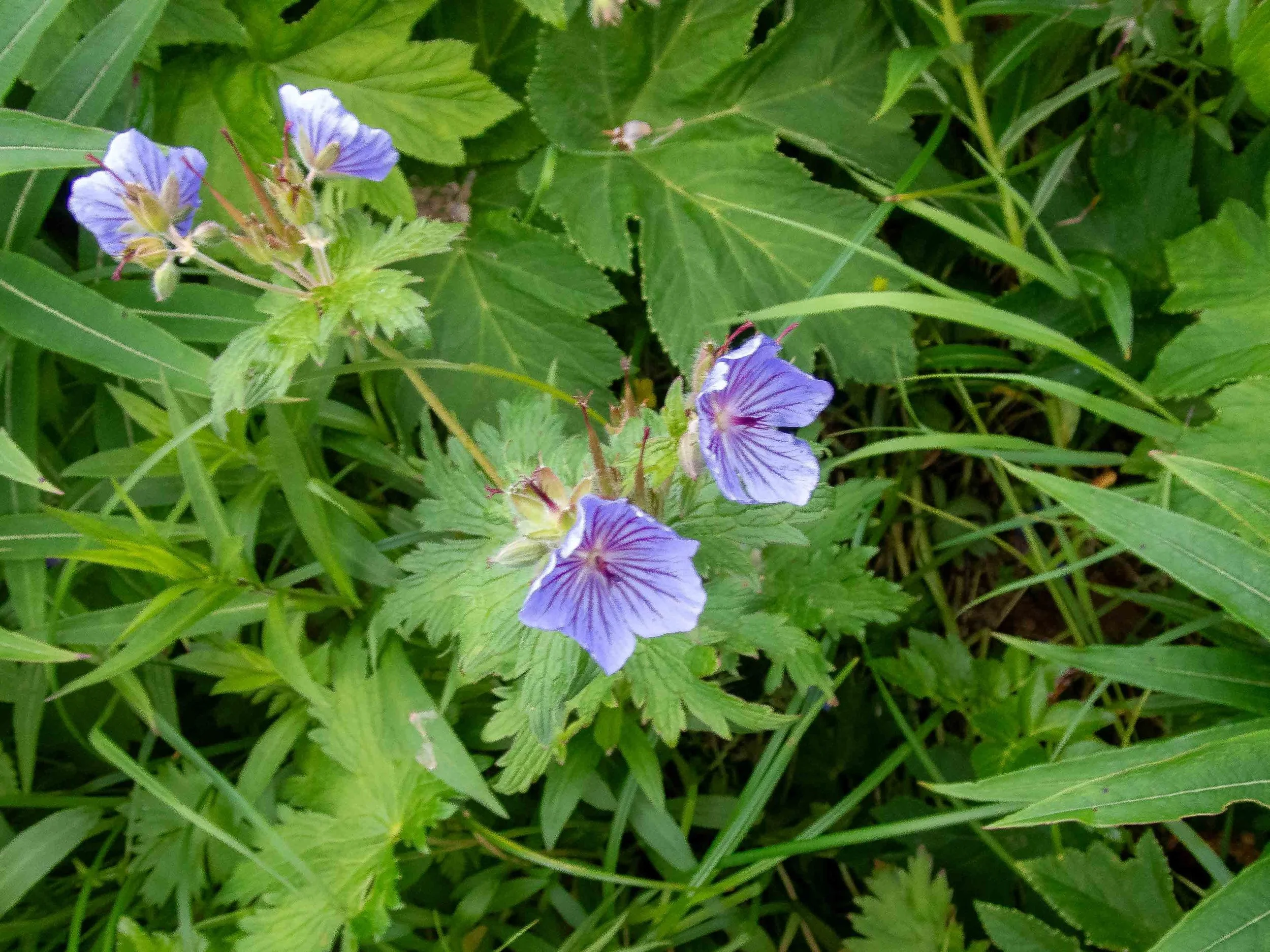 Woolly Cranesbill, not observed in the lower U.S.