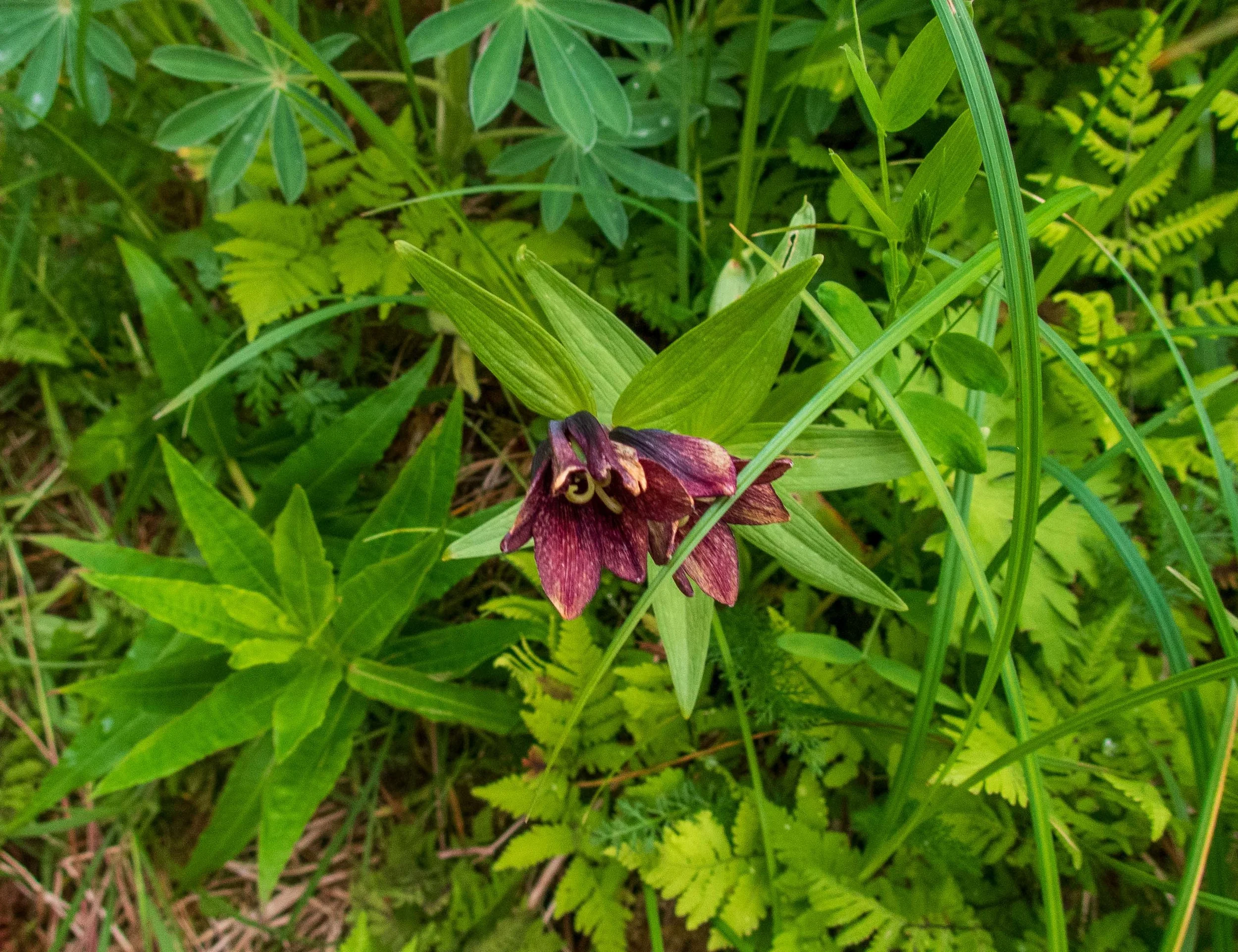 Rice Root - only observed in AK, OR &amp; WA in the U.S.