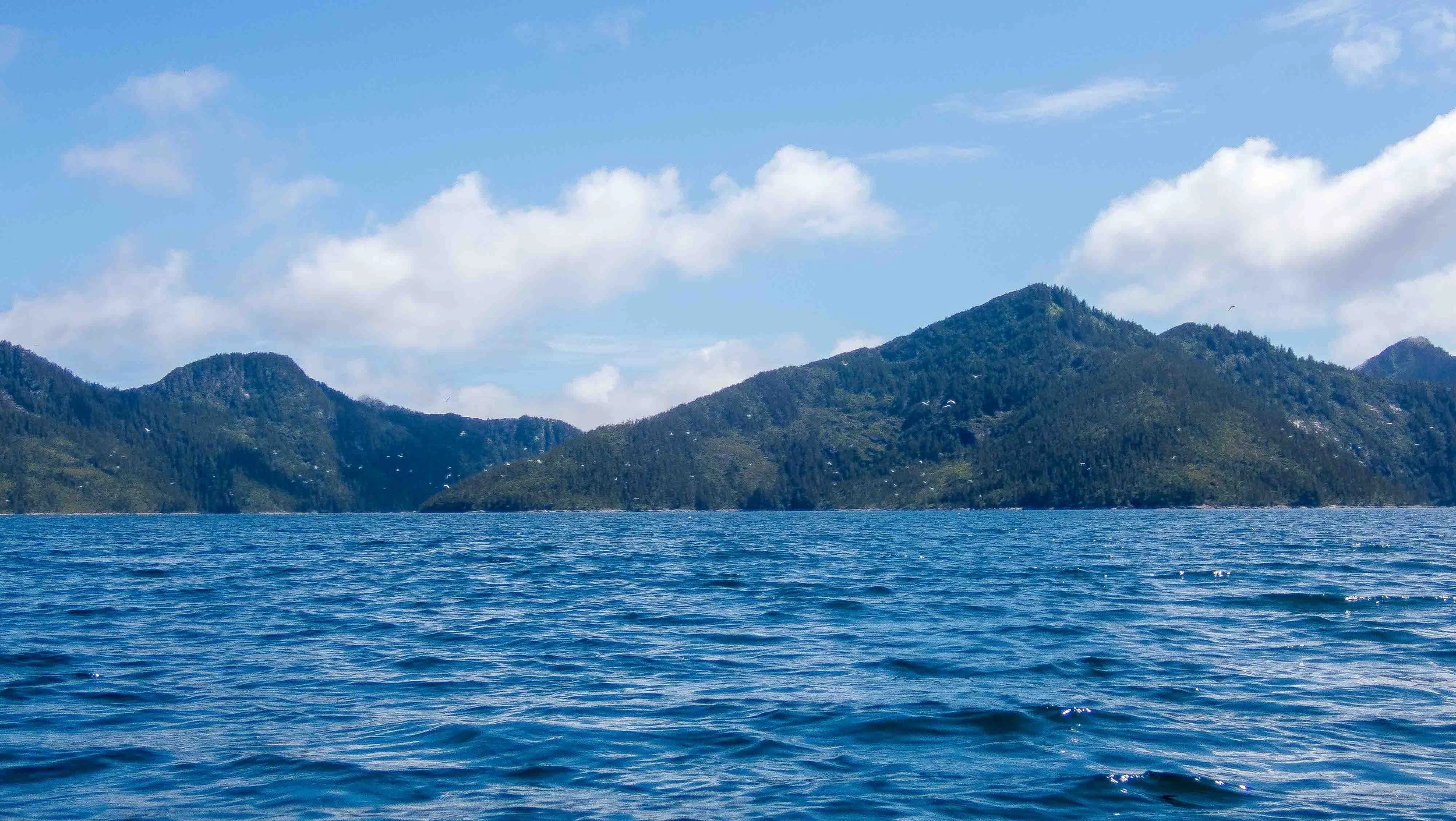 There were lots of birds flying as I neared McArthur passage