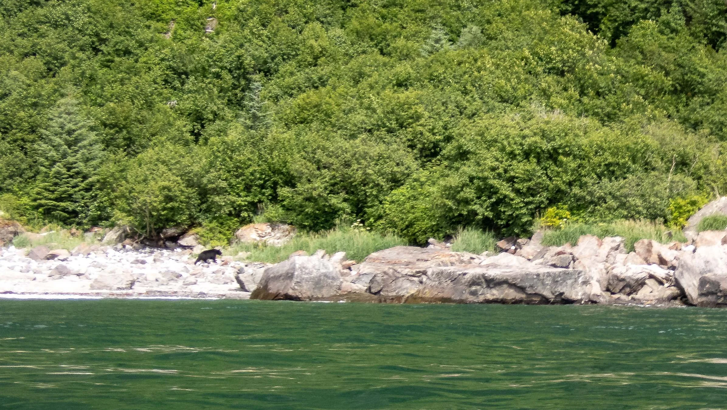 A black bear on the beach at Northwest moraine