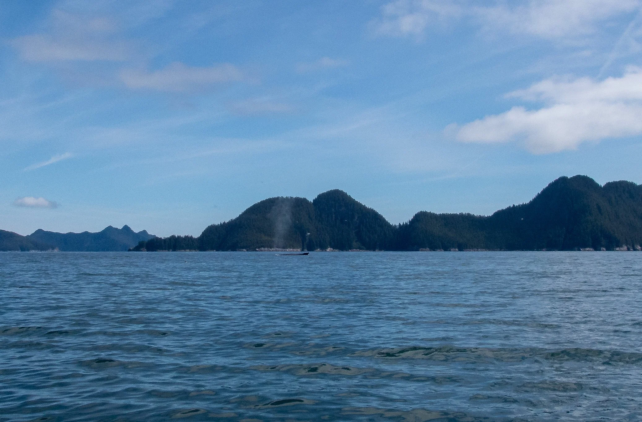 We spotted a humpback whale in Aialik Bay