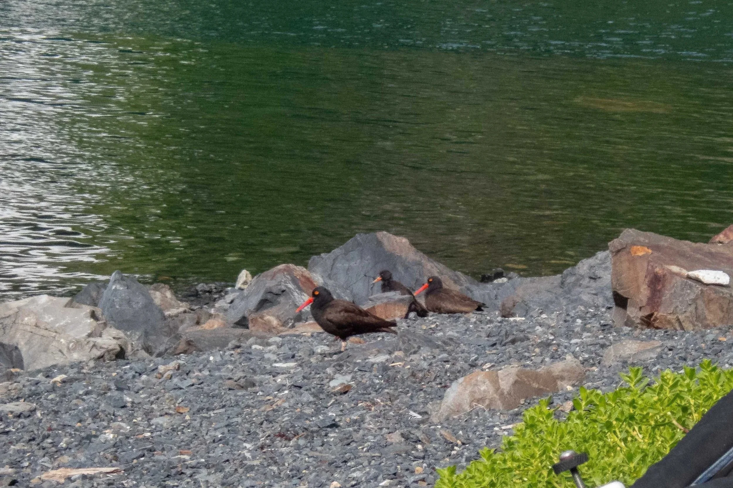 Oystercatcher family