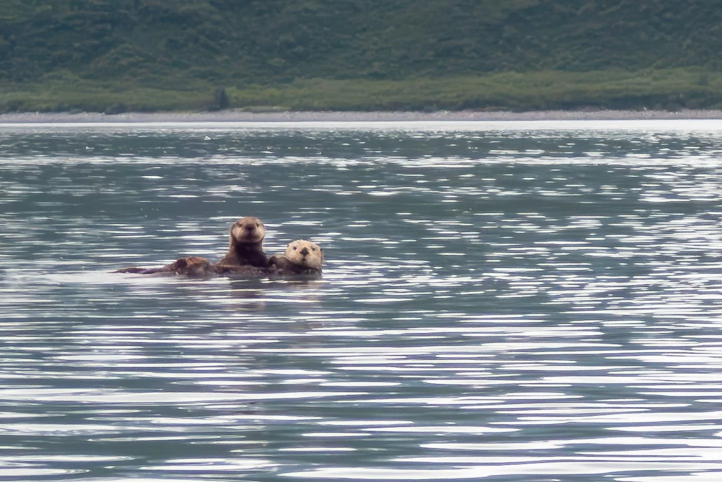 Sea Otter duo