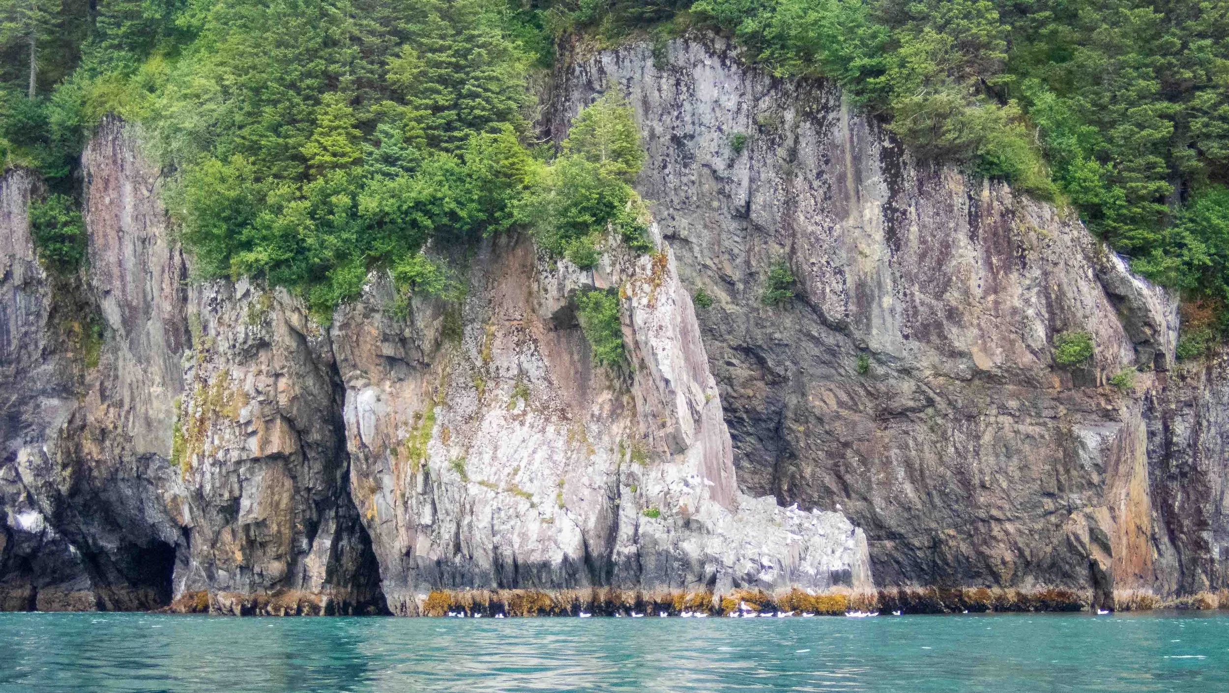 Black-legged kittiwakes hanging out below the cliffs