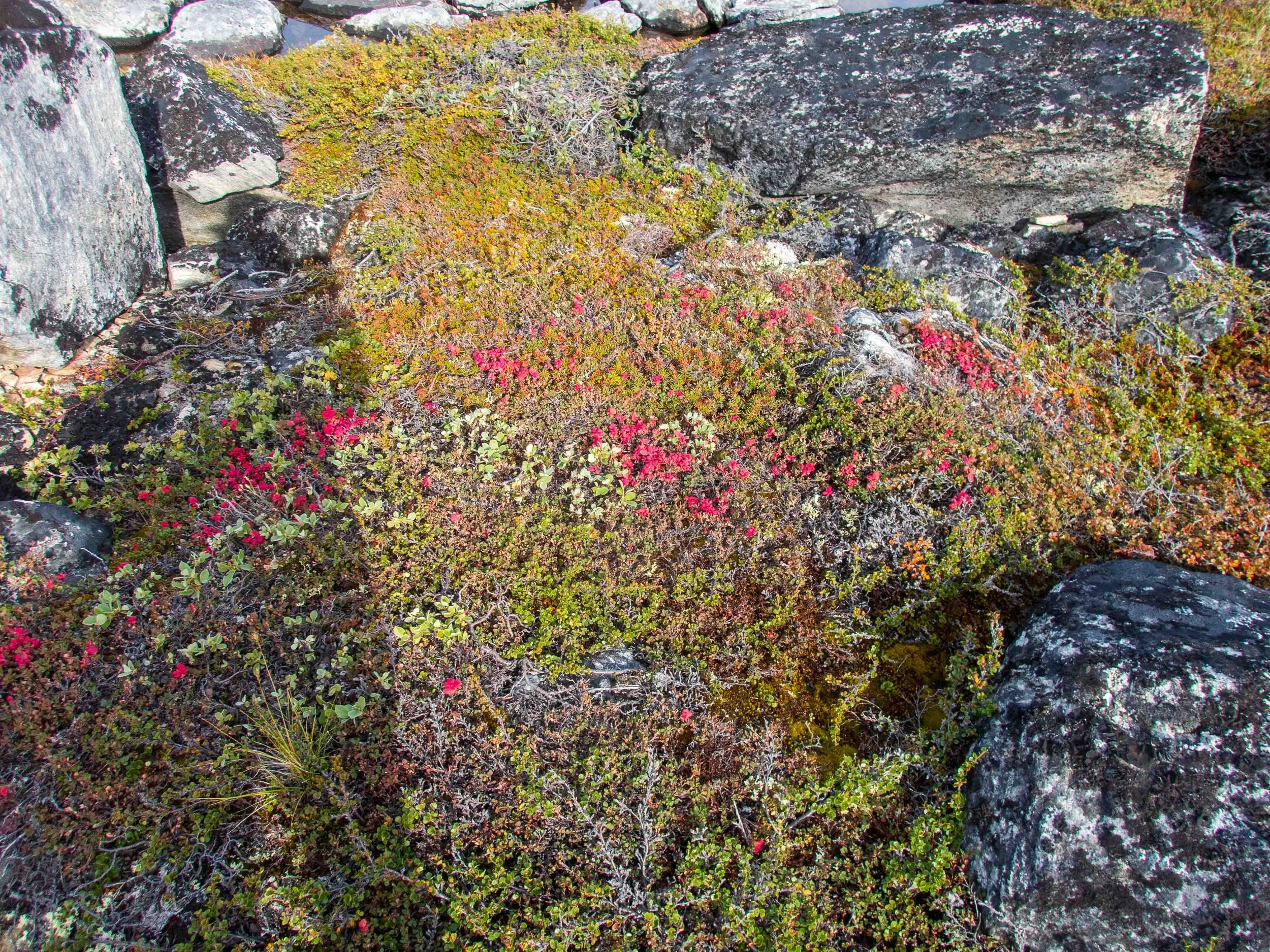 Beautiful delicate wildflowers in the tundra
