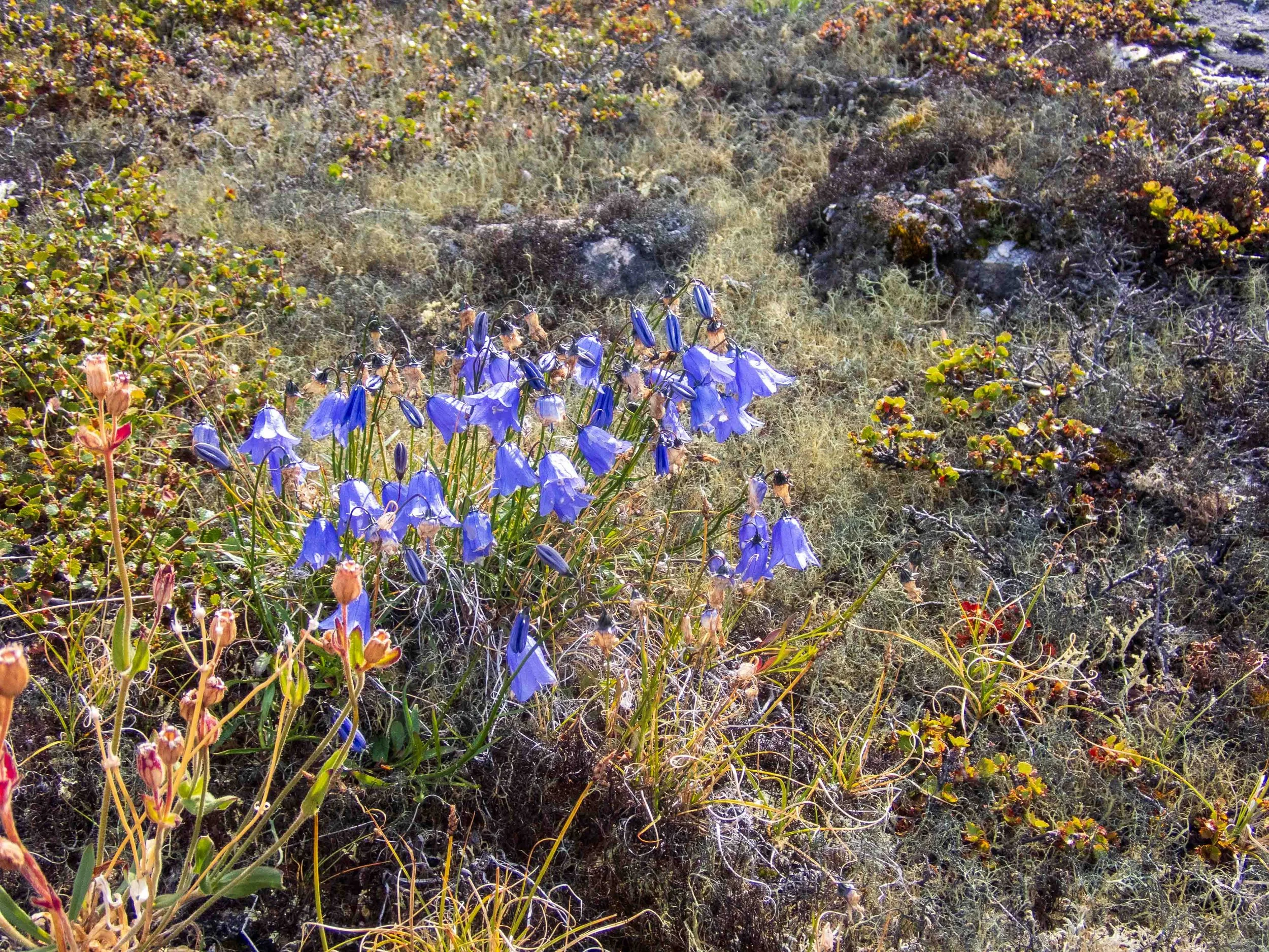 Giesecke's Harebell