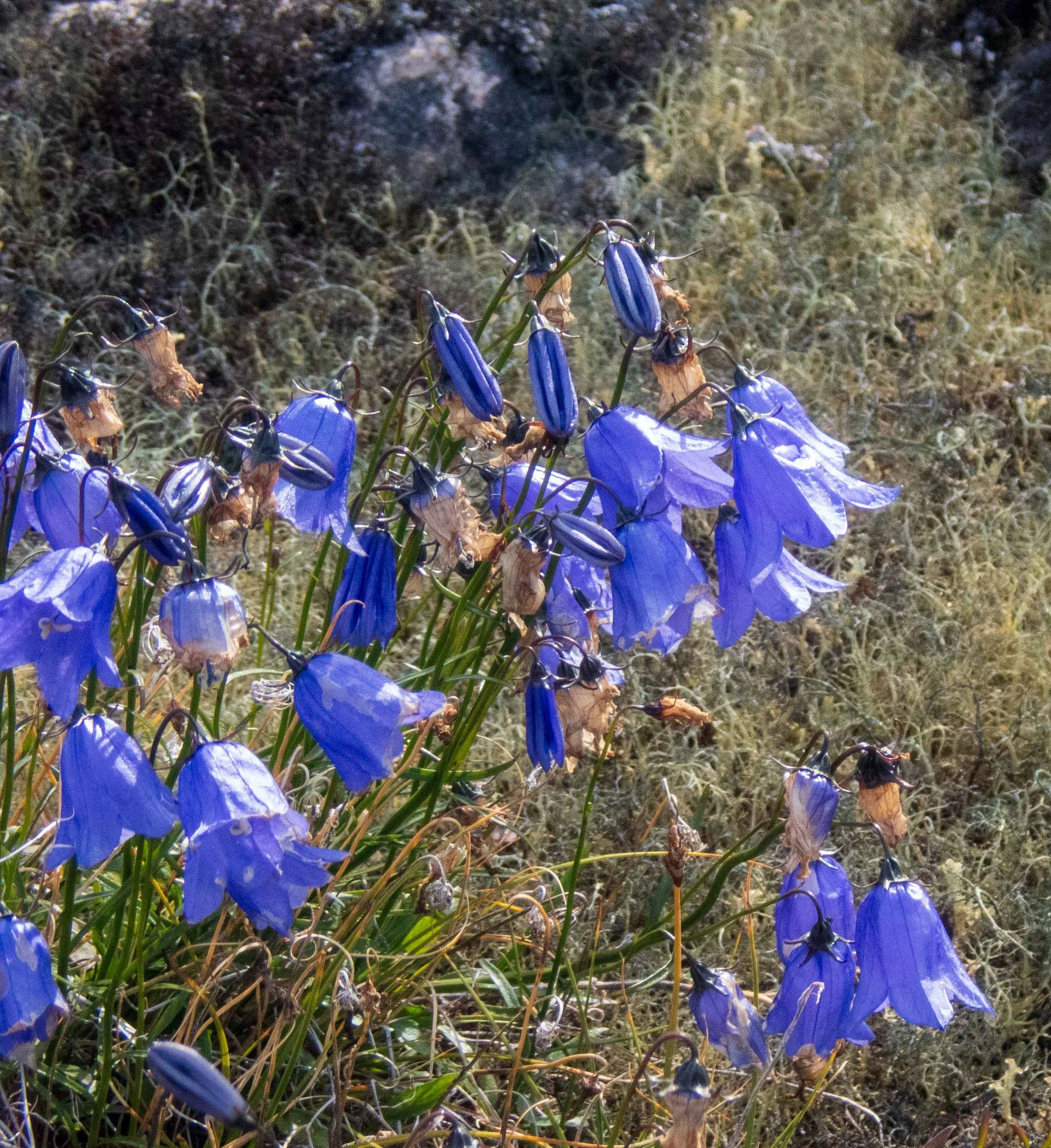 Giesecke's Harebell