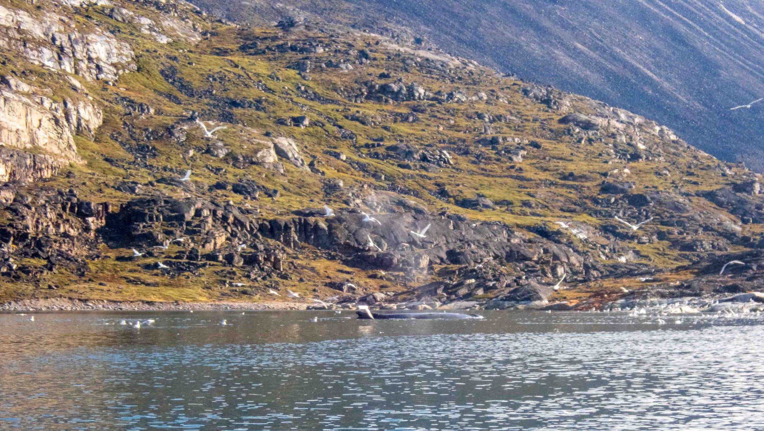 A humpback whale and lots of birds welcomed us to the bay.
