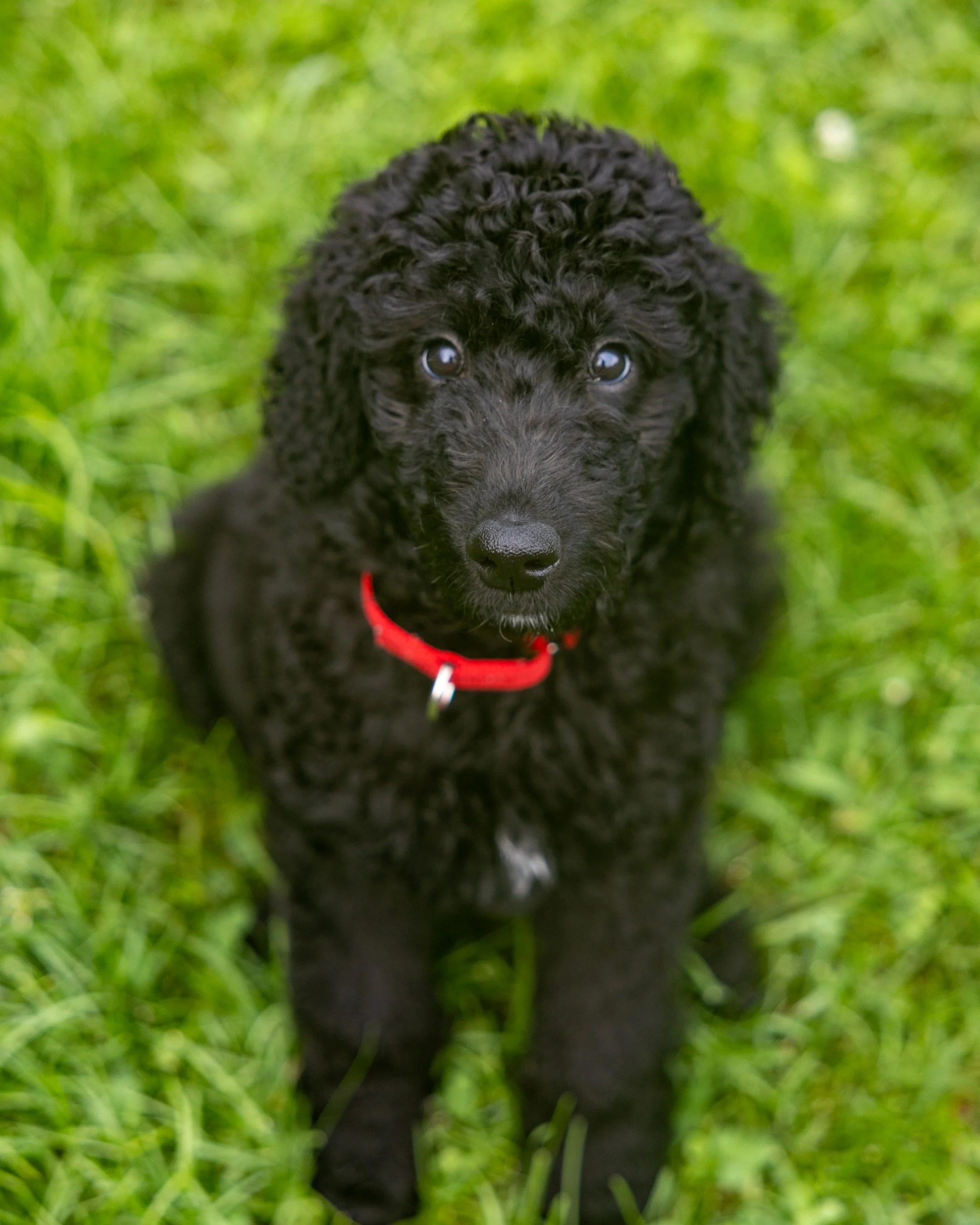 A black puppy with curly fur sitting on green grass, wearing a red collar and looking at the camera.
