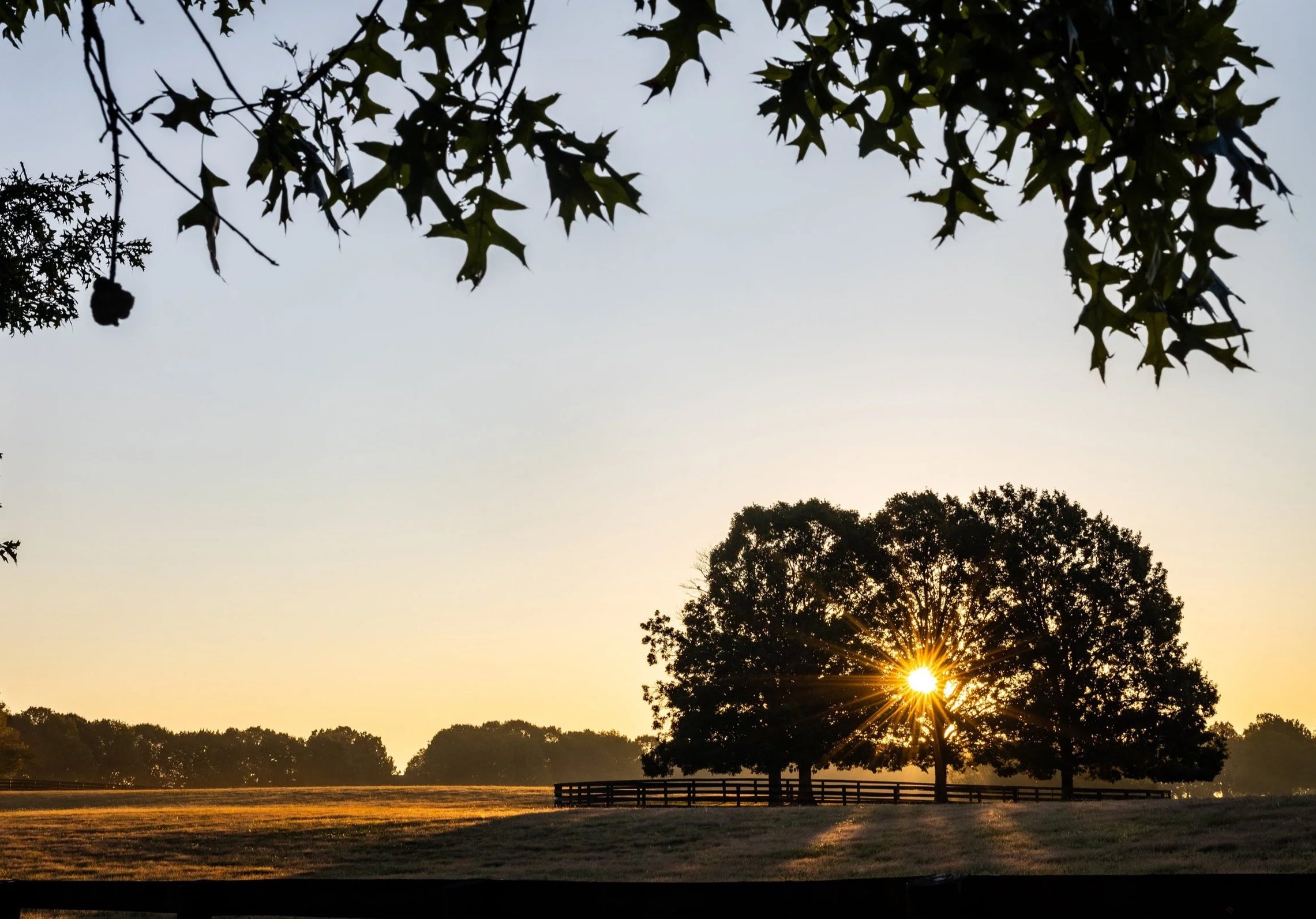A sunset scene with a tree in the foreground and the sun peeking through its branches, casting long shadows on the grass, framed by foliage at the top.