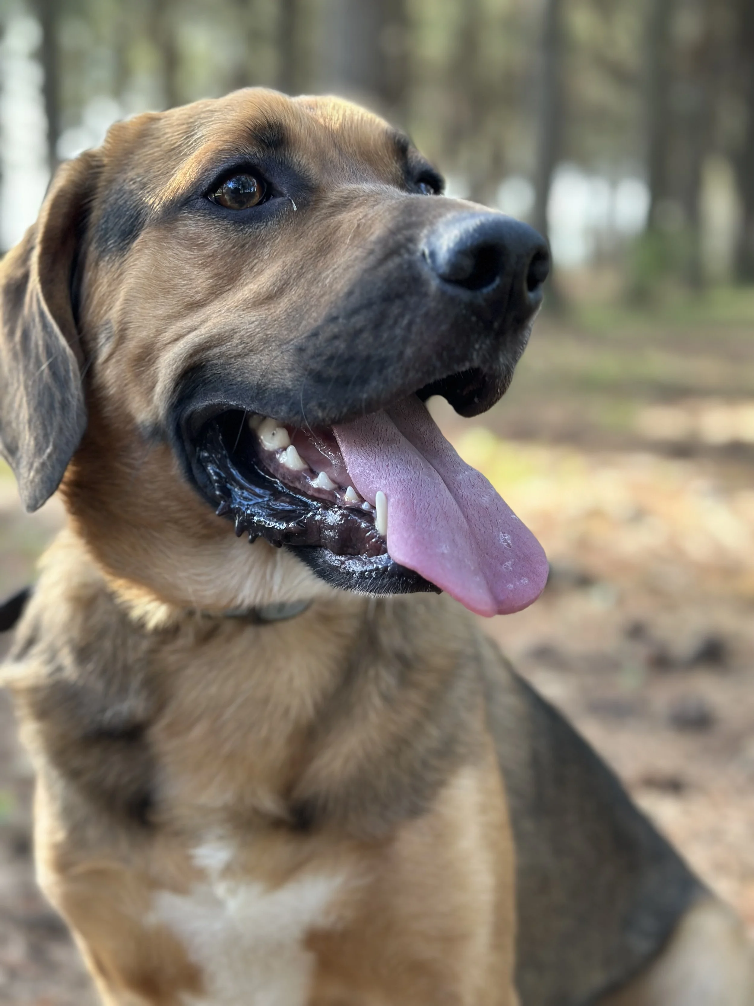 Close-up of a happy brown dog with its tongue out, outdoors in a wooded area.