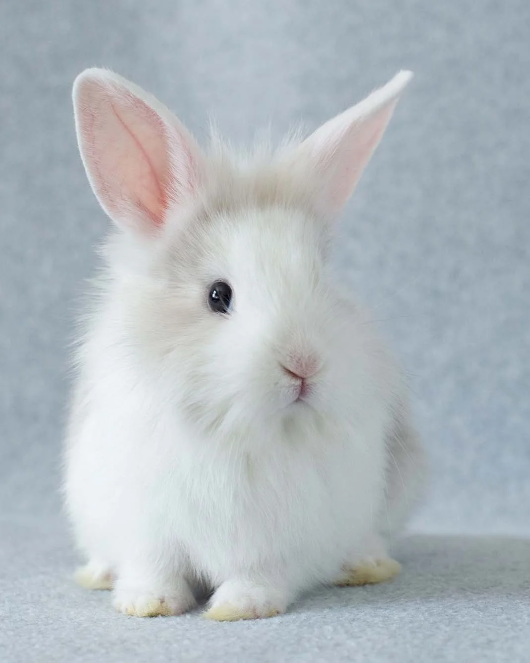 Triangle Rabbiy Volunteer | Join Our Bunny Volunteer Team — Triangle Rabbits