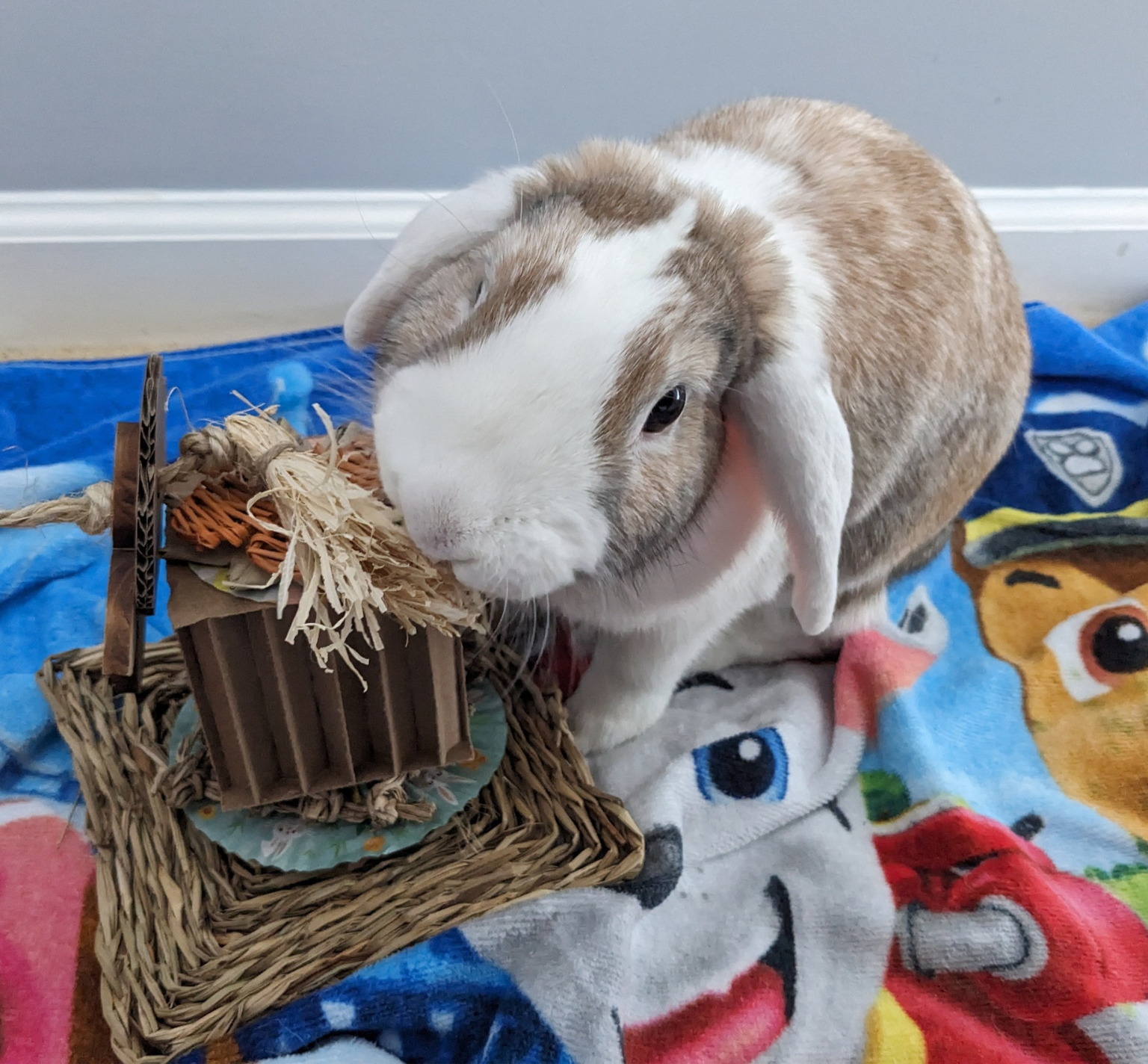 Care | Explore Care Resources — Triangle Rabbits
