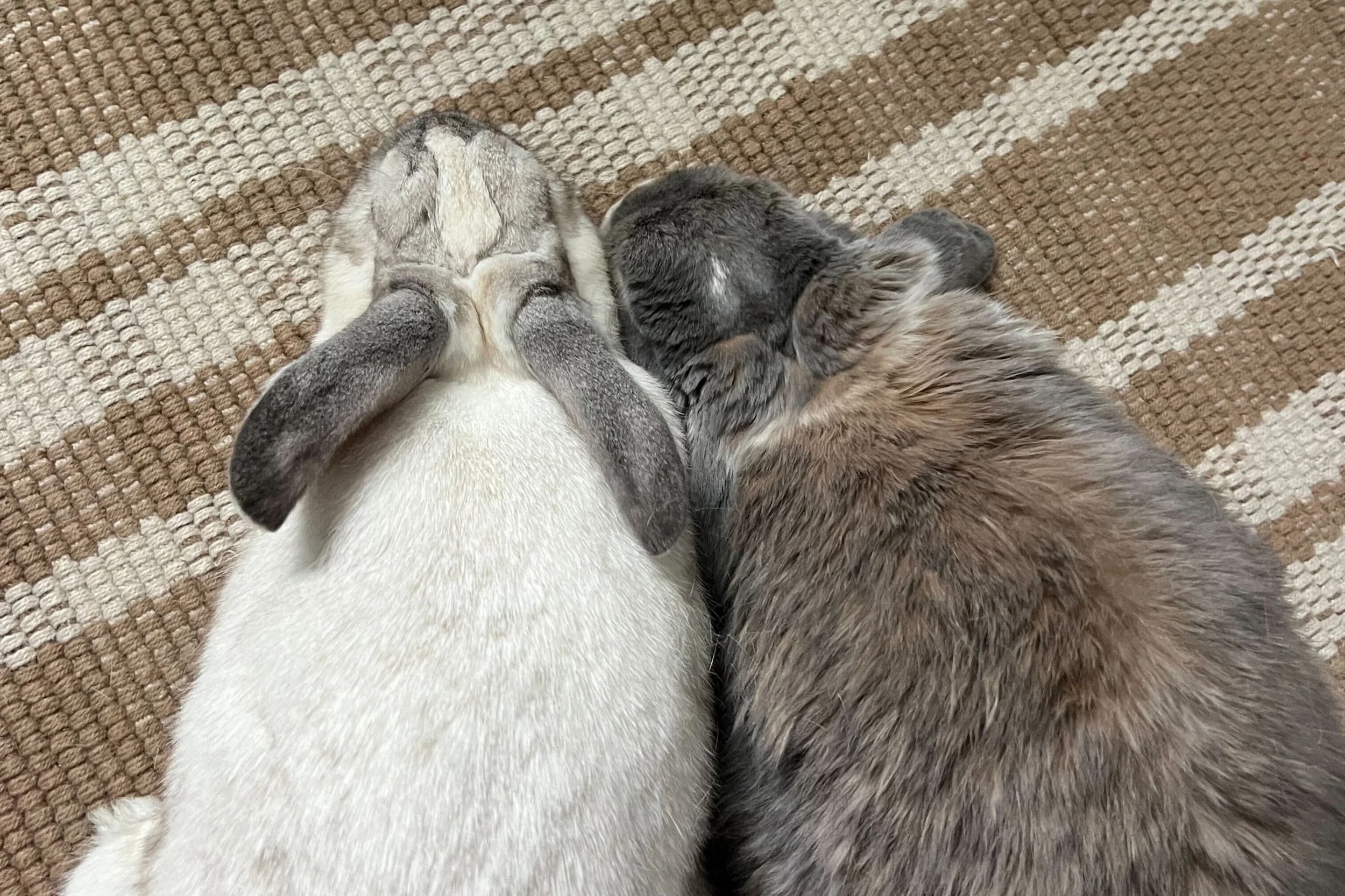 Bunny bonding basics