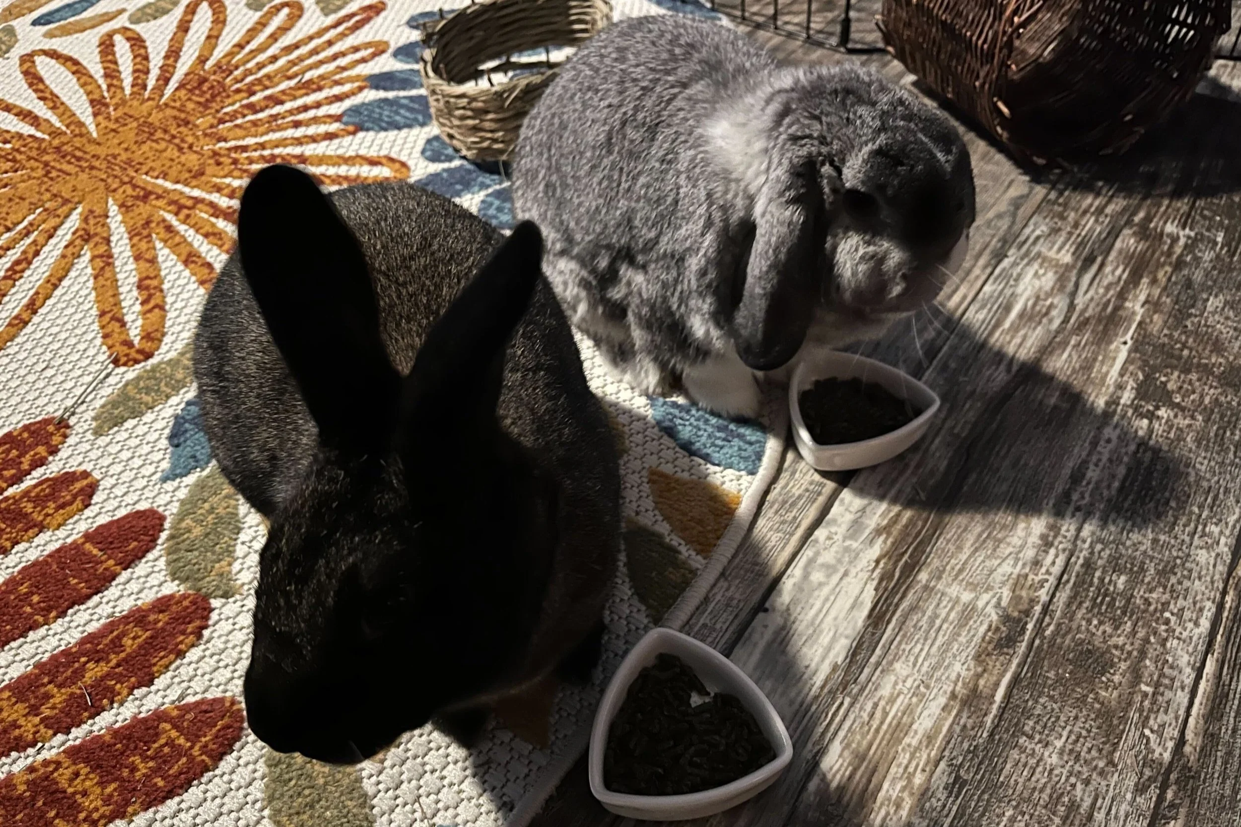 Staying zen during bunny bonding