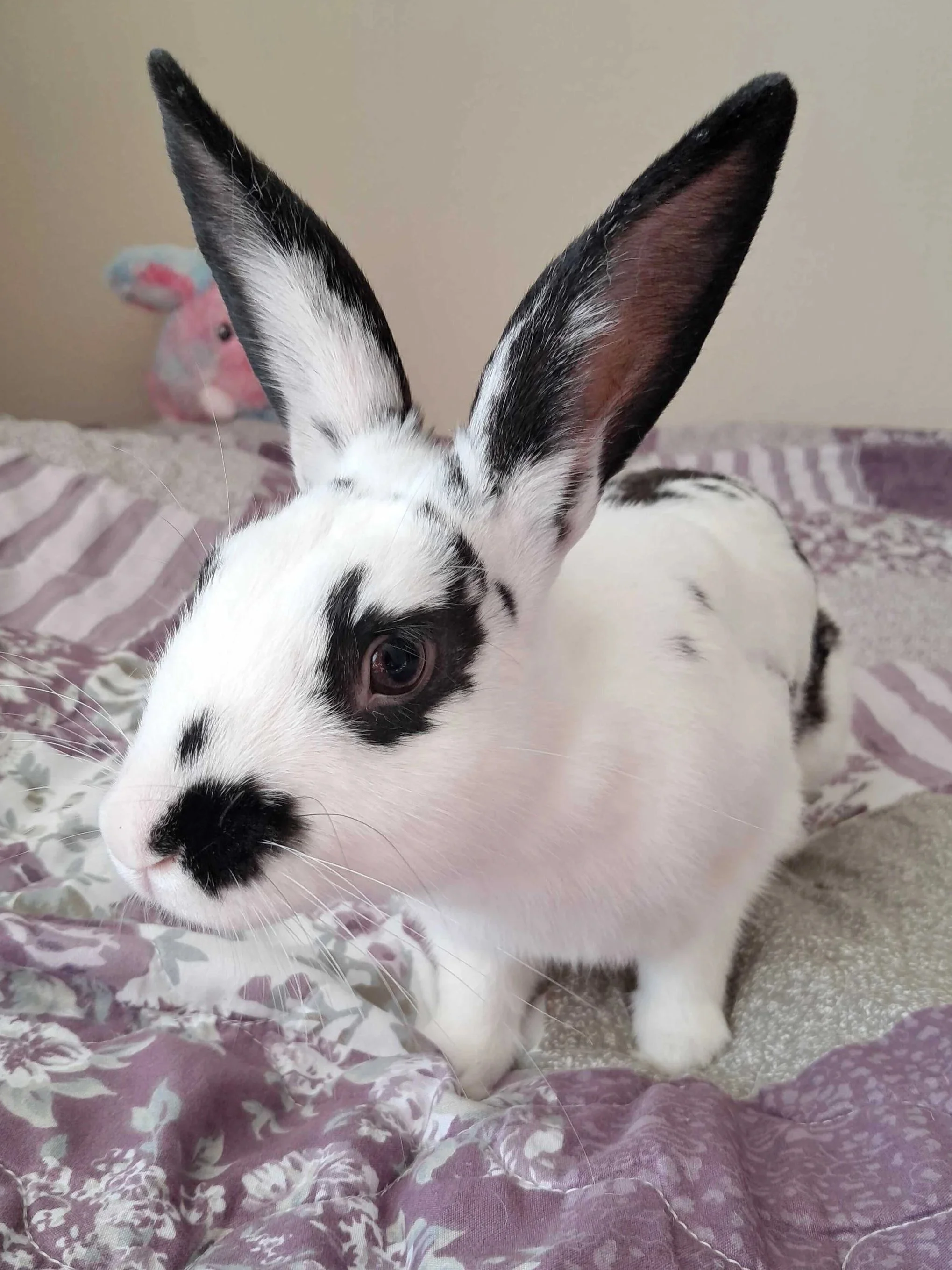 a white rabbit with black spots standing on a purple and green quilt