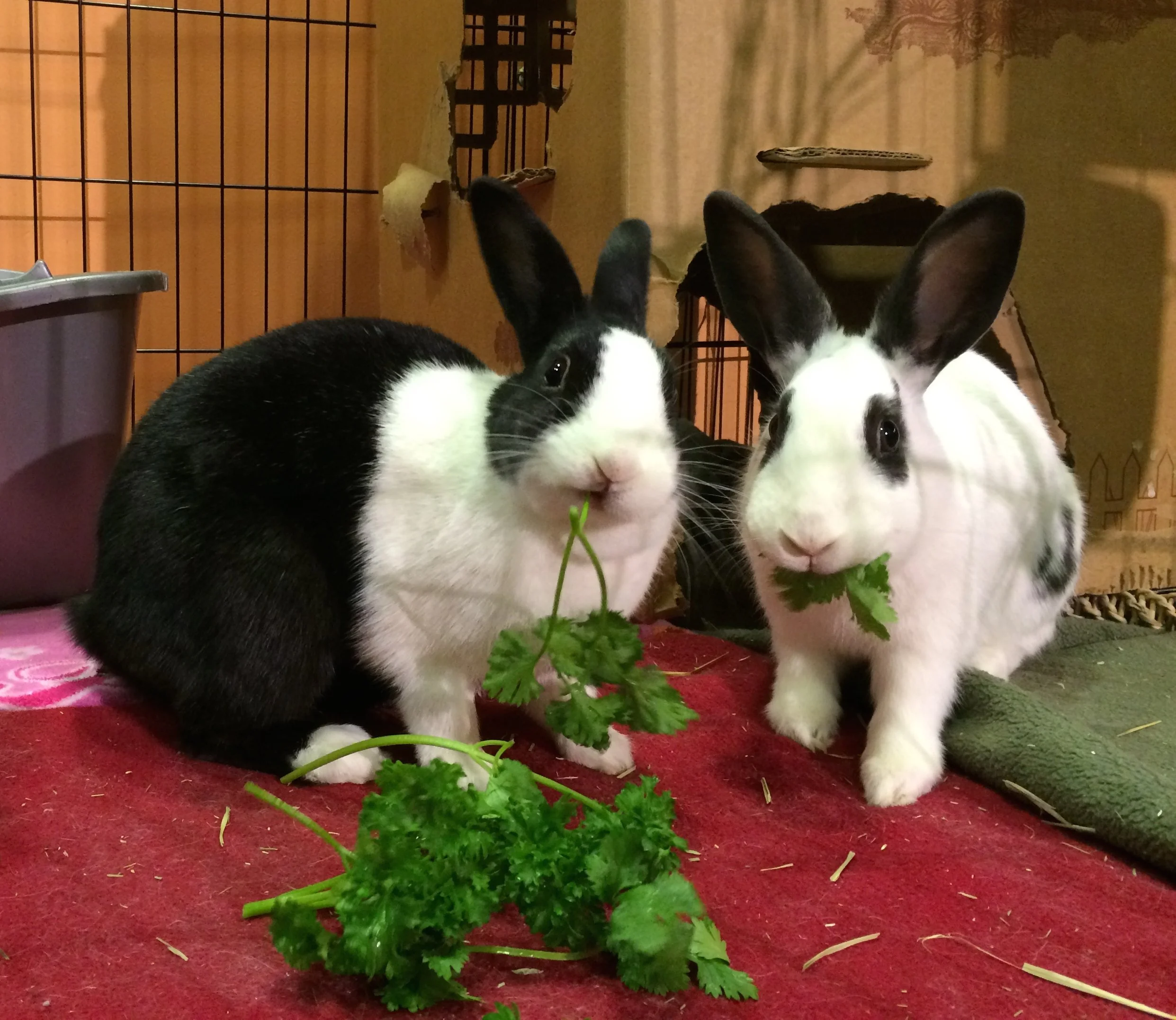 Bonding with Us — Triangle Rabbits